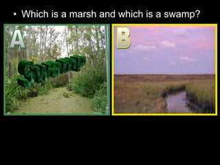 • Which is a marsh and which is a swamp?
 