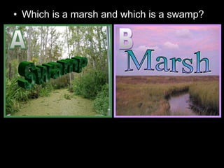 • Which is a marsh and which is a swamp?
 