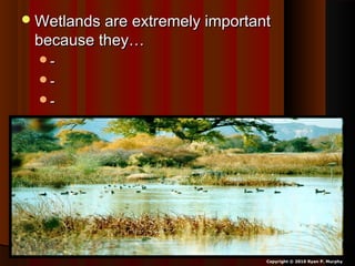 Wetlands are extremely importantWetlands are extremely important
because they…because they…
--
--
--
Copyright © 2010 Ryan P. Murphy
 