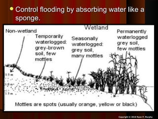 Control flooding by absorbing water like aControl flooding by absorbing water like a
sponge.sponge.
Copyright © 2010 Ryan P. Murphy
 