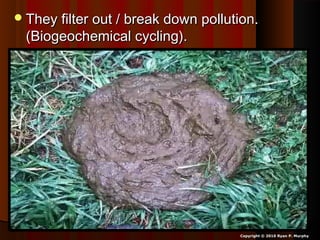 They filter out / break down pollution.They filter out / break down pollution.
(Biogeochemical cycling).(Biogeochemical cycling).
Copyright © 2010 Ryan P. Murphy
 