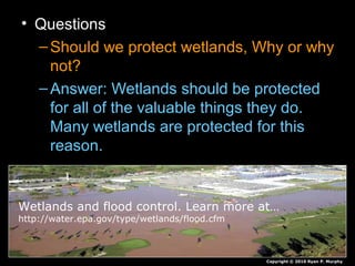 • Questions
–Should we protect wetlands, Why or why
not?
–Answer: Wetlands should be protected
for all of the valuable things they do.
Many wetlands are protected for this
reason.
Copyright © 2010 Ryan P. Murphy
Wetlands and flood control. Learn more at…
http://water.epa.gov/type/wetlands/flood.cfm
 