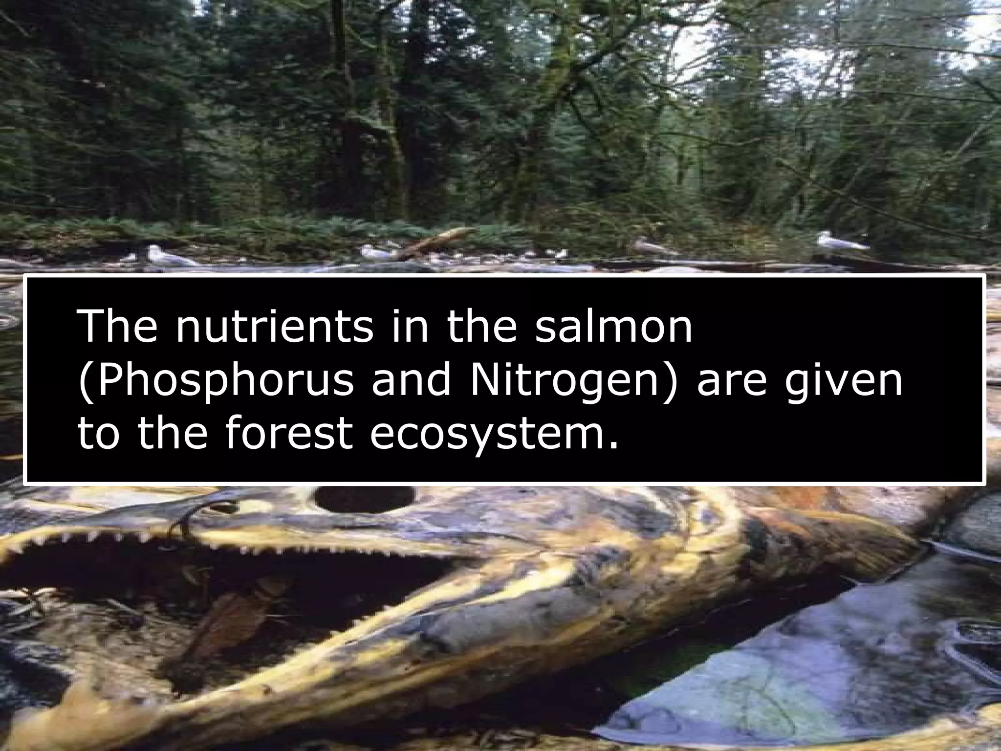 The nutrients in the salmon
(Phosphorus and Nitrogen) are given
to the forest ecosystem.
 
