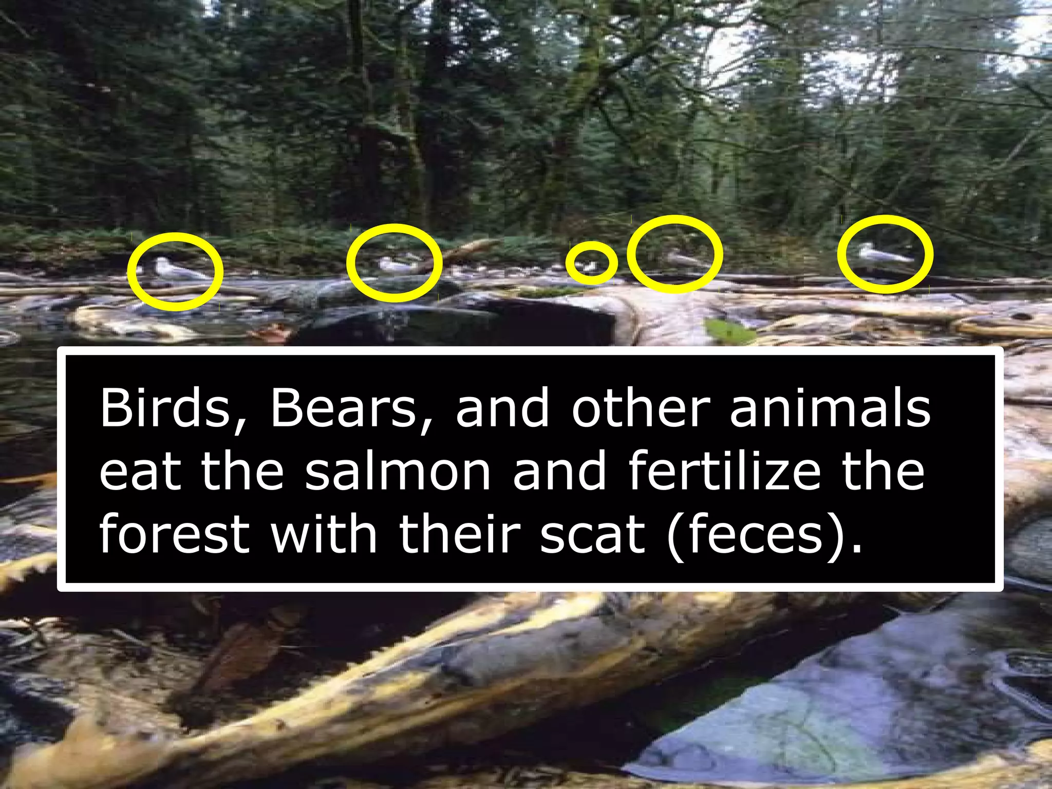 Birds, Bears, and other animals
eat the salmon and fertilize the
forest with their scat (feces).
 