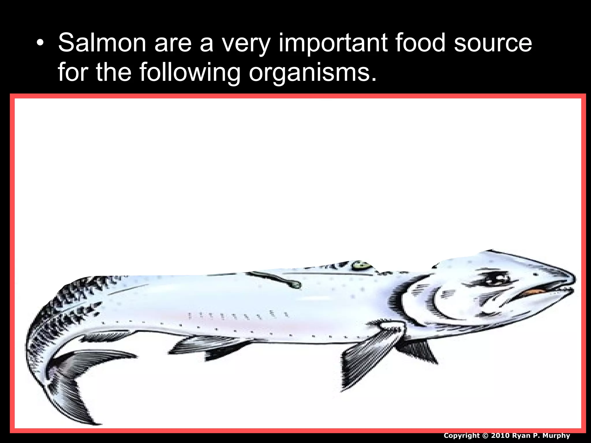 • Salmon are a very important food source
for the following organisms.
Copyright © 2010 Ryan P. Murphy
 