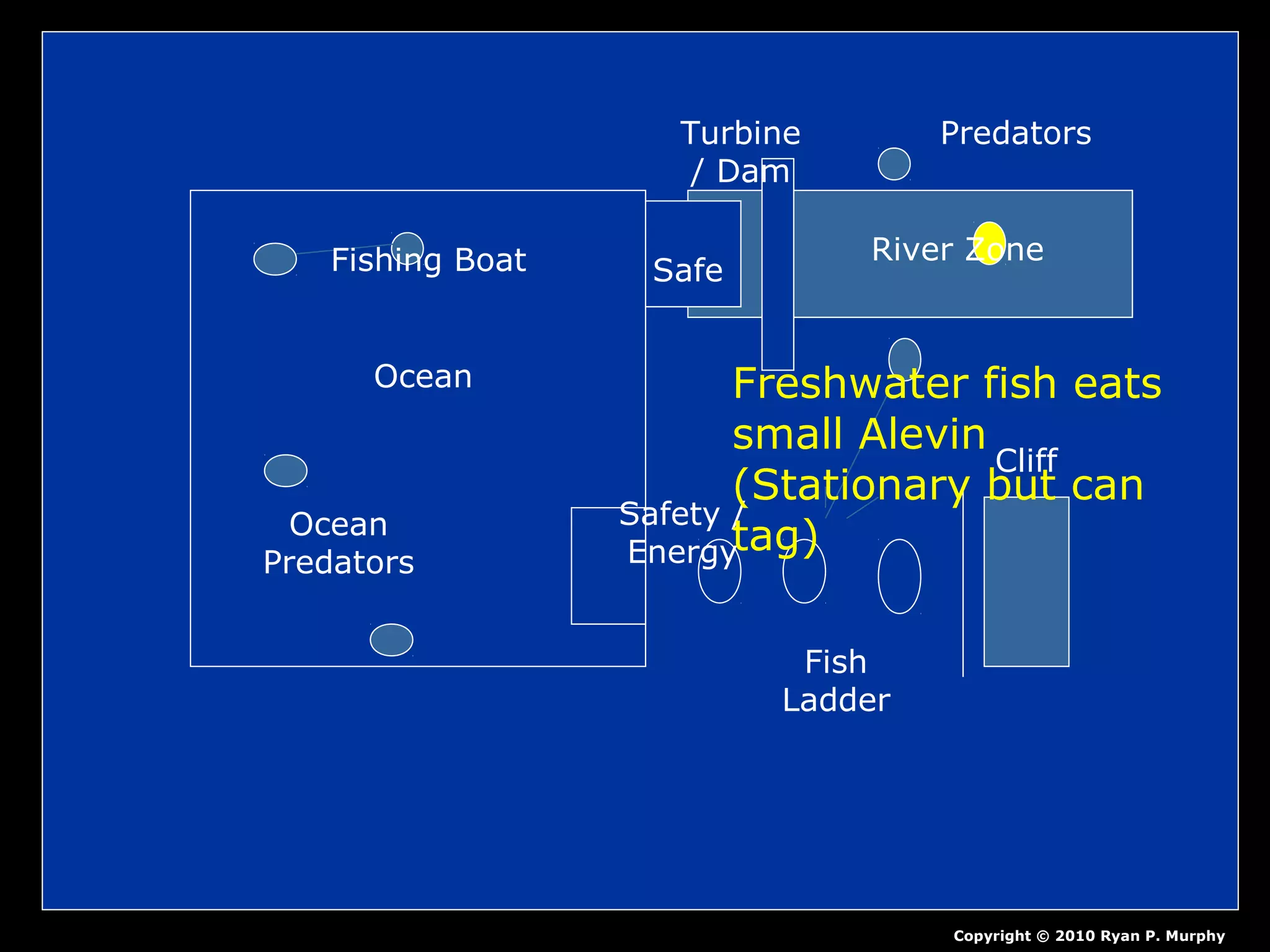 Ocean
Fishing Boat
Ocean
Predators
Safety /
Energy
Fish
Ladder
Cliff
Turbine
/ Dam
River Zone
Predators
Safe
Copyright © 2010 Ryan P. Murphy
Freshwater fish eats
small Alevin
(Stationary but can
tag)
 