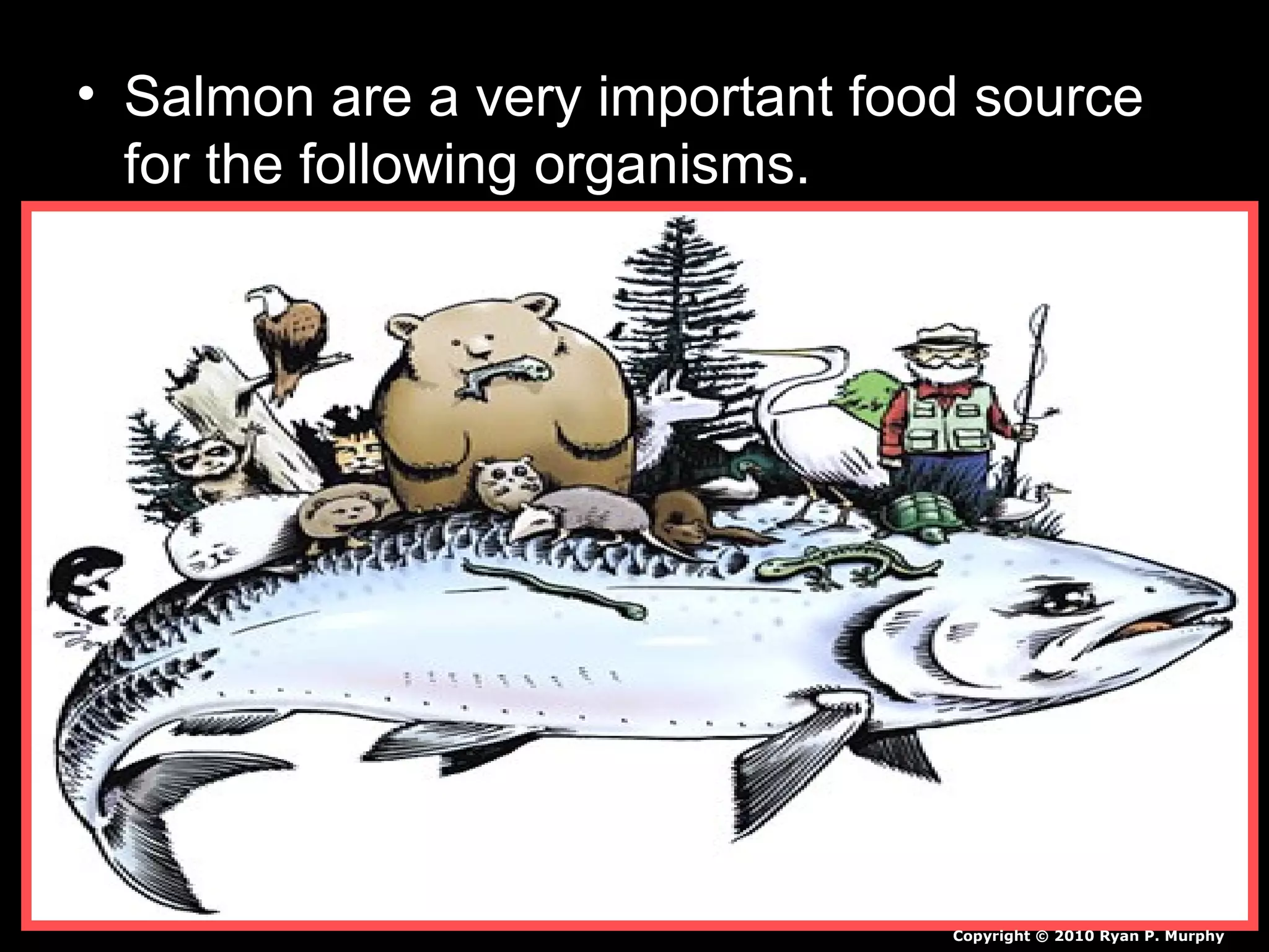 • Salmon are a very important food source
for the following organisms.
Copyright © 2010 Ryan P. Murphy
 