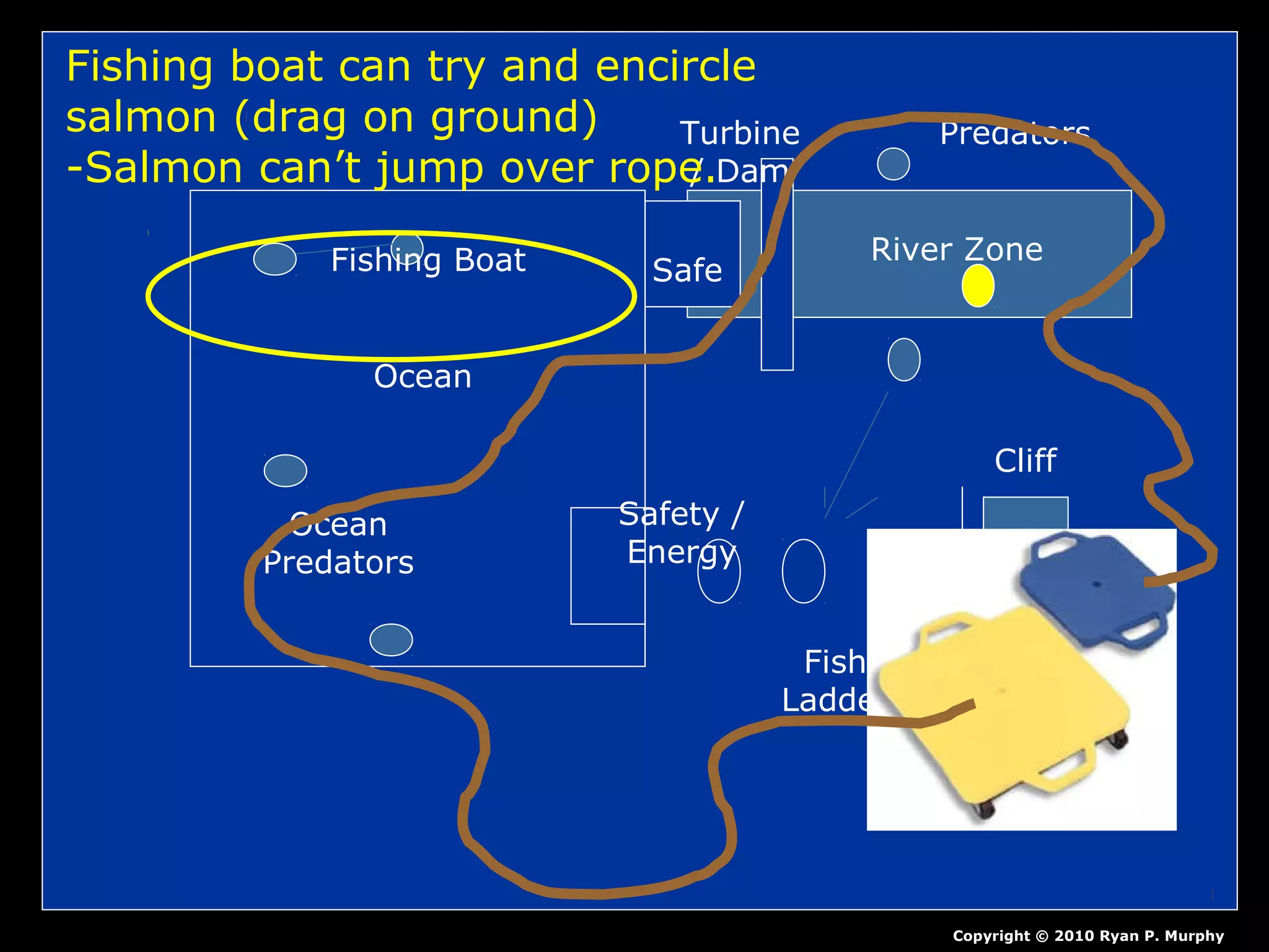 Ocean
Fishing Boat
Ocean
Predators
Safety /
Energy
Fish
Ladder
Cliff
Turbine
/ Dam
River Zone
Predators
Safe
Copyright © 2010 Ryan P. Murphy
Fishing boat can try and encircle
salmon (drag on ground)
-Salmon can’t jump over rope.
 
