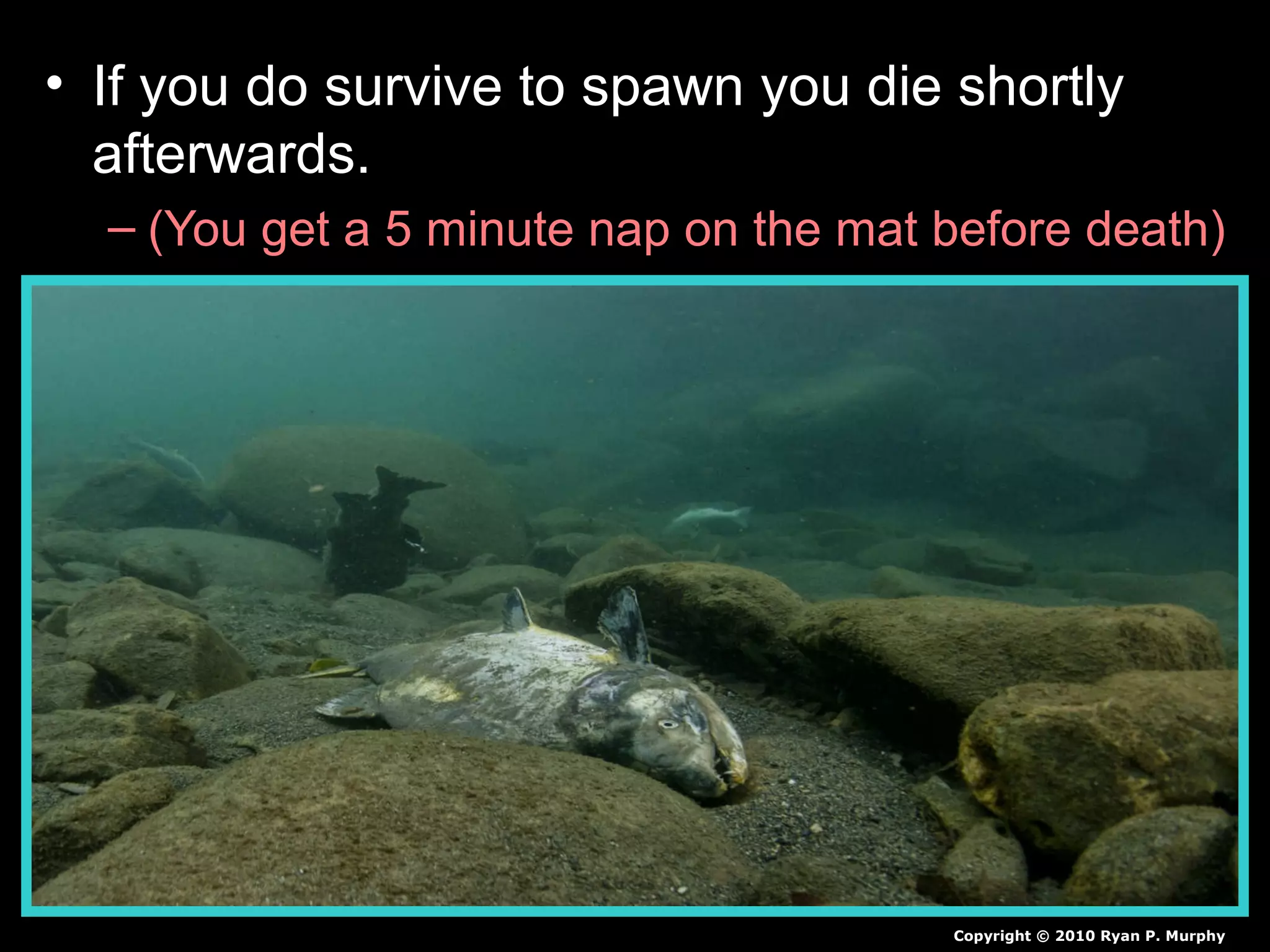 • If you do survive to spawn you die shortly
afterwards.
– (You get a 5 minute nap on the mat before death)
Copyright © 2010 Ryan P. Murphy
 
