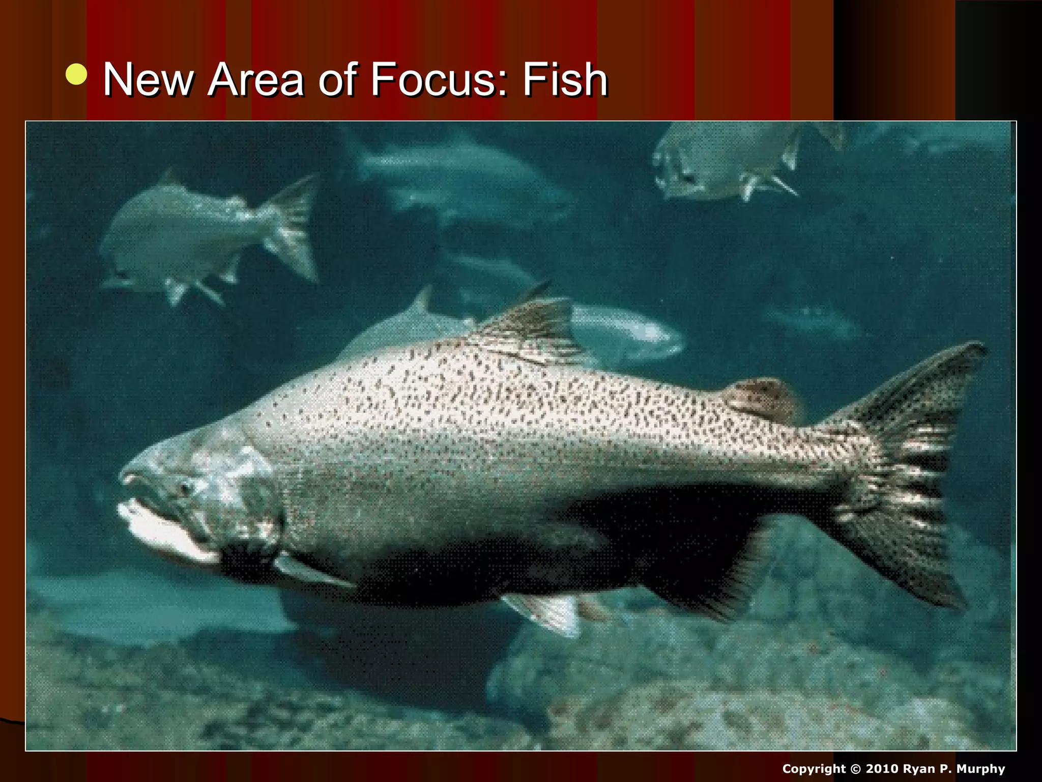 New Area of Focus: FishNew Area of Focus: Fish
Copyright © 2010 Ryan P. Murphy
 