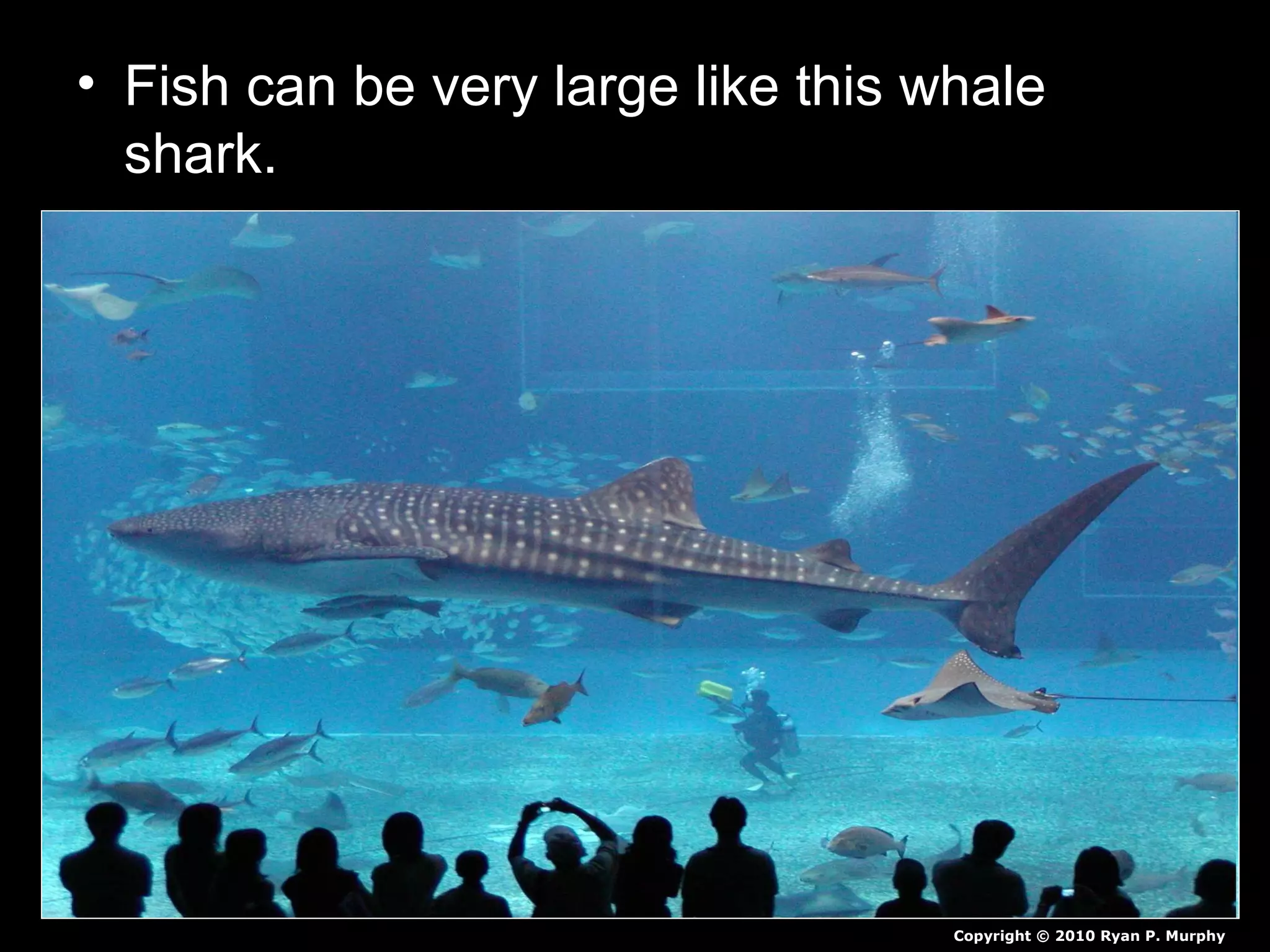 • Fish can be very large like this whale
shark.
Copyright © 2010 Ryan P. Murphy
 