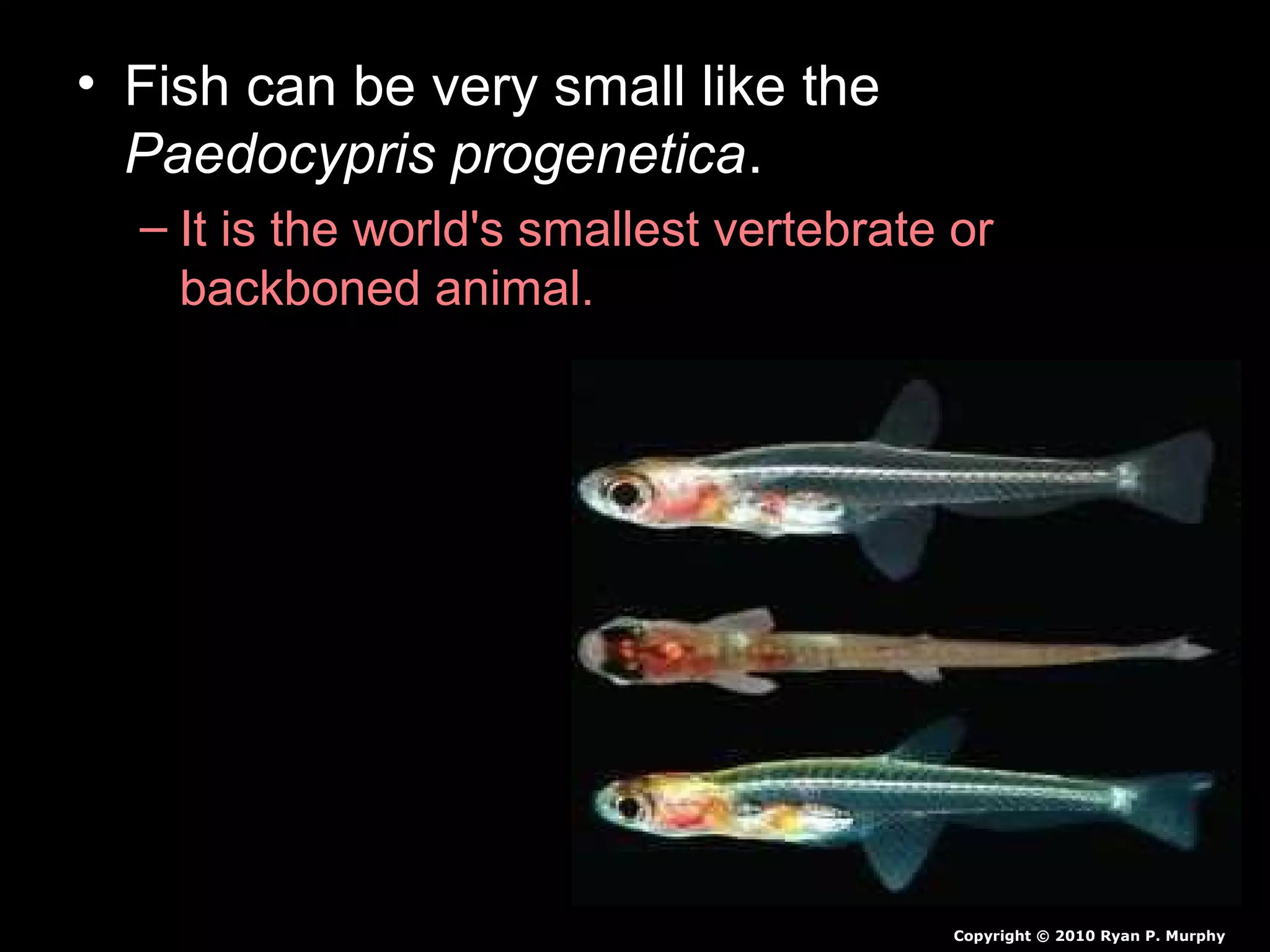 • Fish can be very small like the
Paedocypris progenetica.
– It is the world's smallest vertebrate or
backboned animal.
Copyright © 2010 Ryan P. Murphy
 
