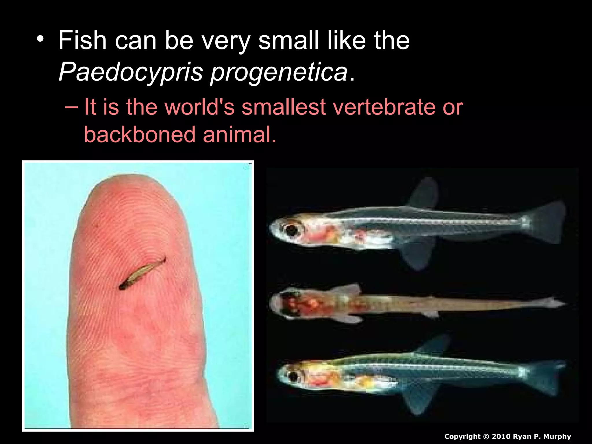 • Fish can be very small like the
Paedocypris progenetica.
– It is the world's smallest vertebrate or
backboned animal.
Copyright © 2010 Ryan P. Murphy
 