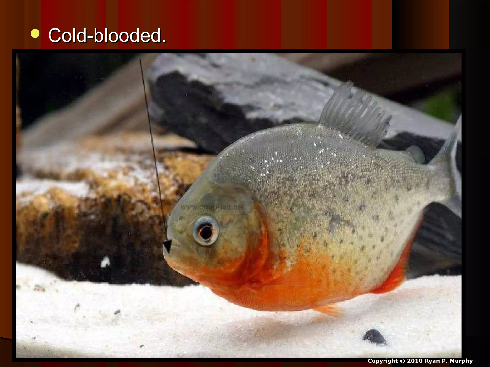  Cold-blooded.Cold-blooded.
Copyright © 2010 Ryan P. Murphy
 