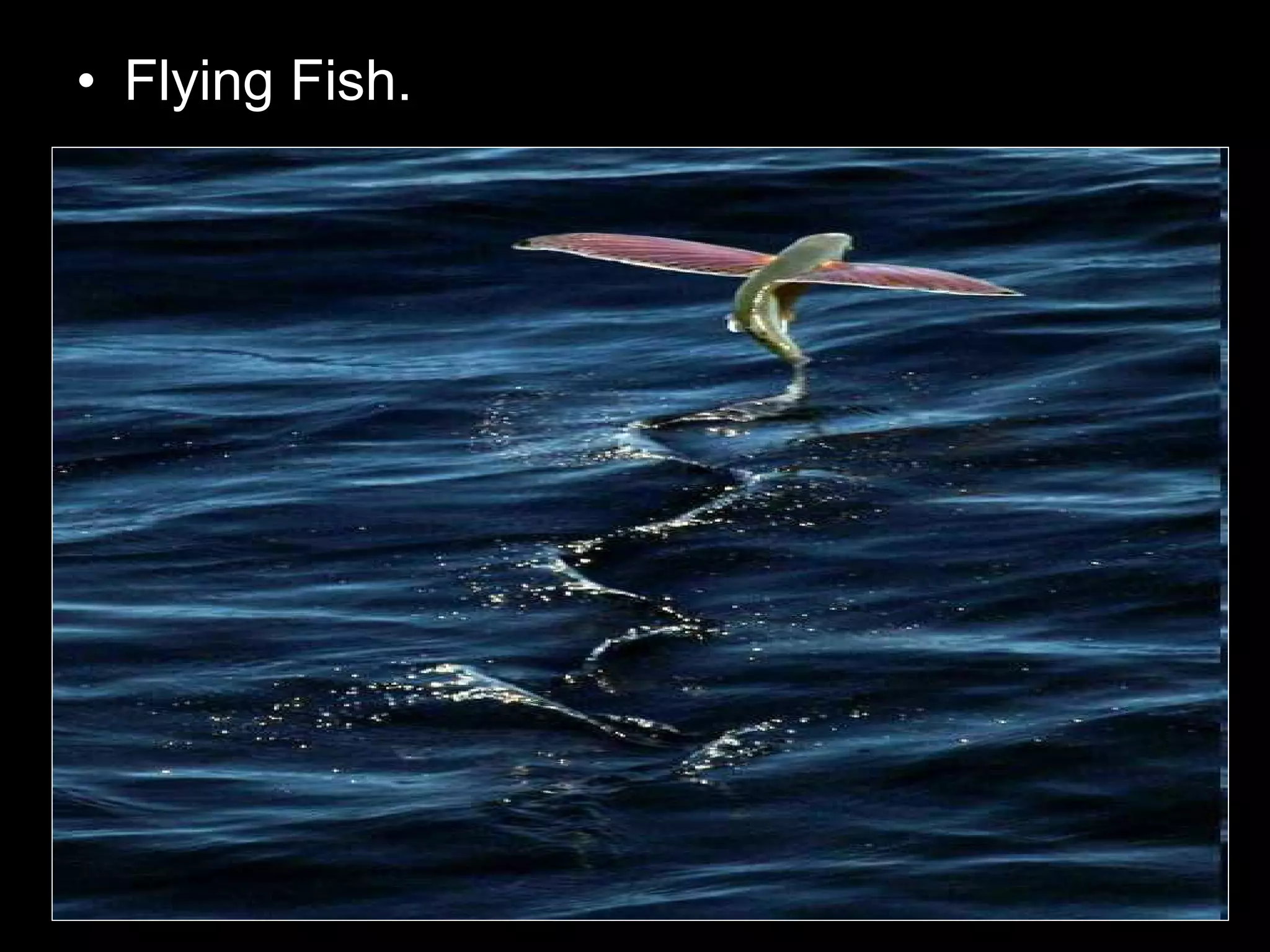 • Flying Fish.
 