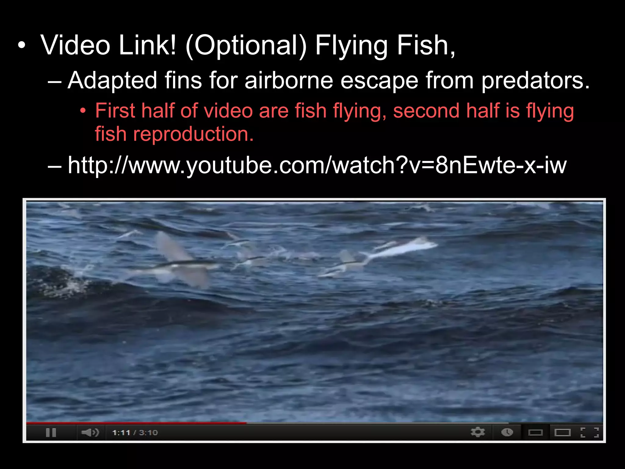 • Video Link! (Optional) Flying Fish,
– Adapted fins for airborne escape from predators.
• First half of video are fish flying, second half is flying
fish reproduction.
– http://www.youtube.com/watch?v=8nEwte-x-iw
 