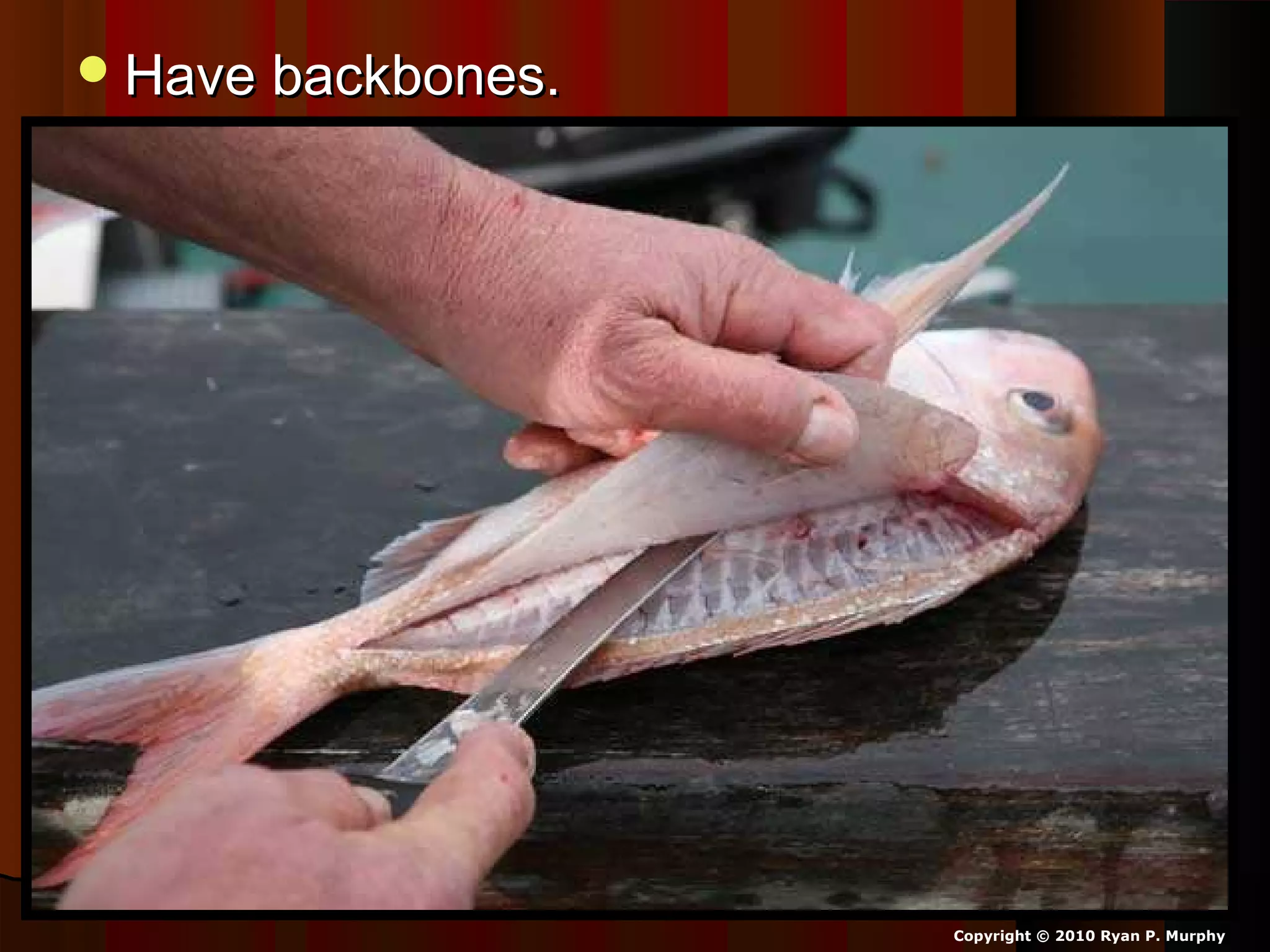 Have backbones.Have backbones.
Copyright © 2010 Ryan P. Murphy
 
