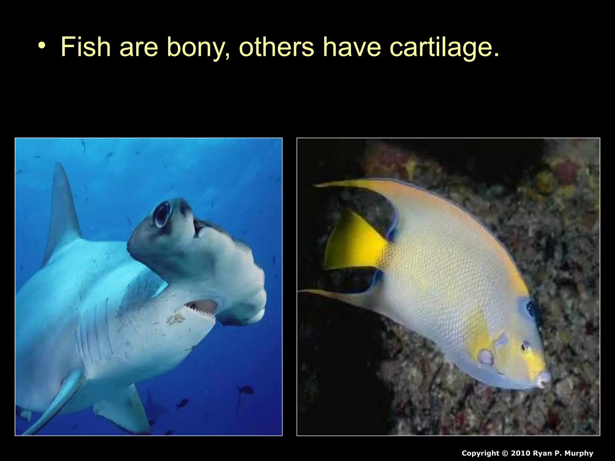 • Fish are bony, others have cartilage.
Copyright © 2010 Ryan P. Murphy
 