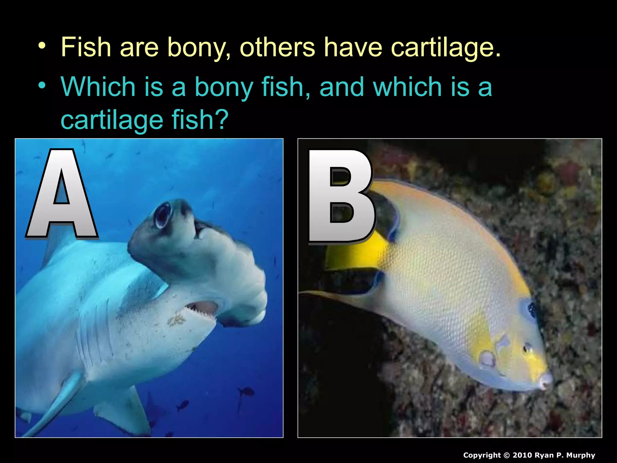 • Fish are bony, others have cartilage.
• Which is a bony fish, and which is a
cartilage fish?
Copyright © 2010 Ryan P. Murphy
 
