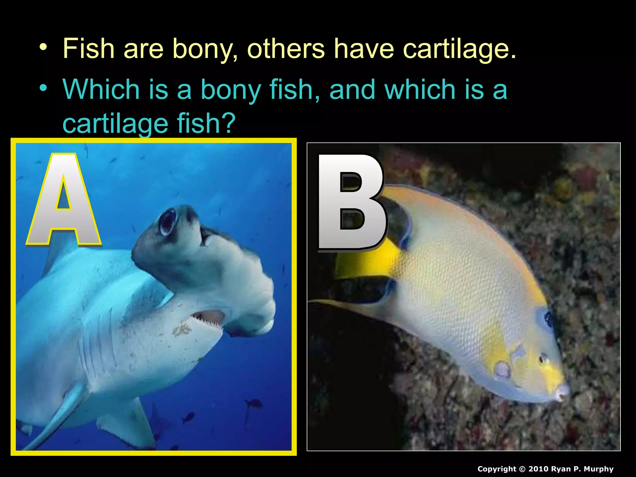 • Fish are bony, others have cartilage.
• Which is a bony fish, and which is a
cartilage fish?
Copyright © 2010 Ryan P. Murphy
 