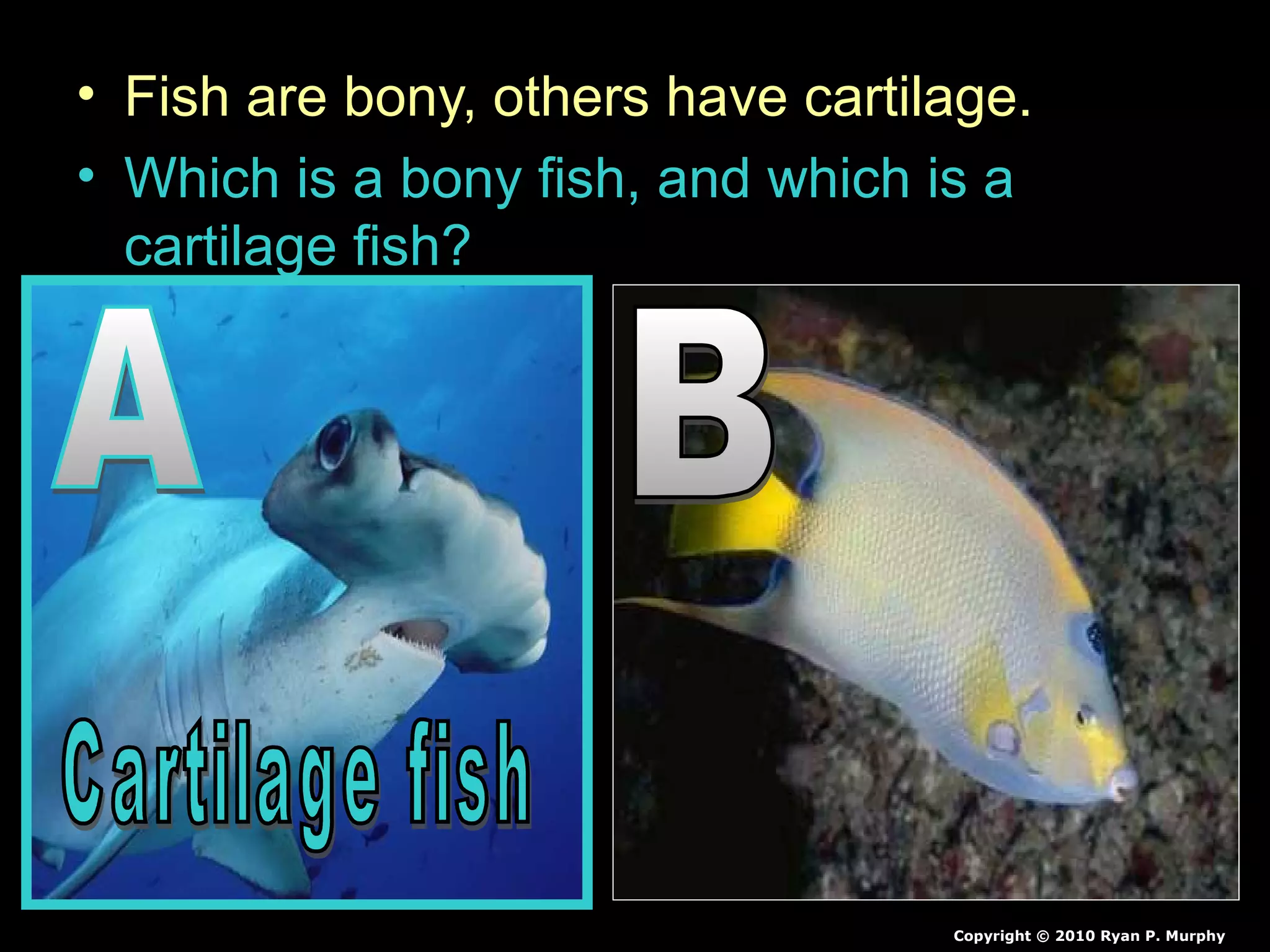 • Fish are bony, others have cartilage.
• Which is a bony fish, and which is a
cartilage fish?
Copyright © 2010 Ryan P. Murphy
 