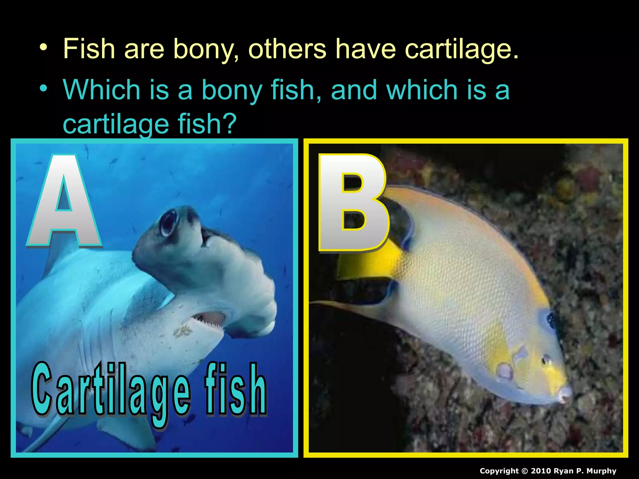 • Fish are bony, others have cartilage.
• Which is a bony fish, and which is a
cartilage fish?
Copyright © 2010 Ryan P. Murphy
 