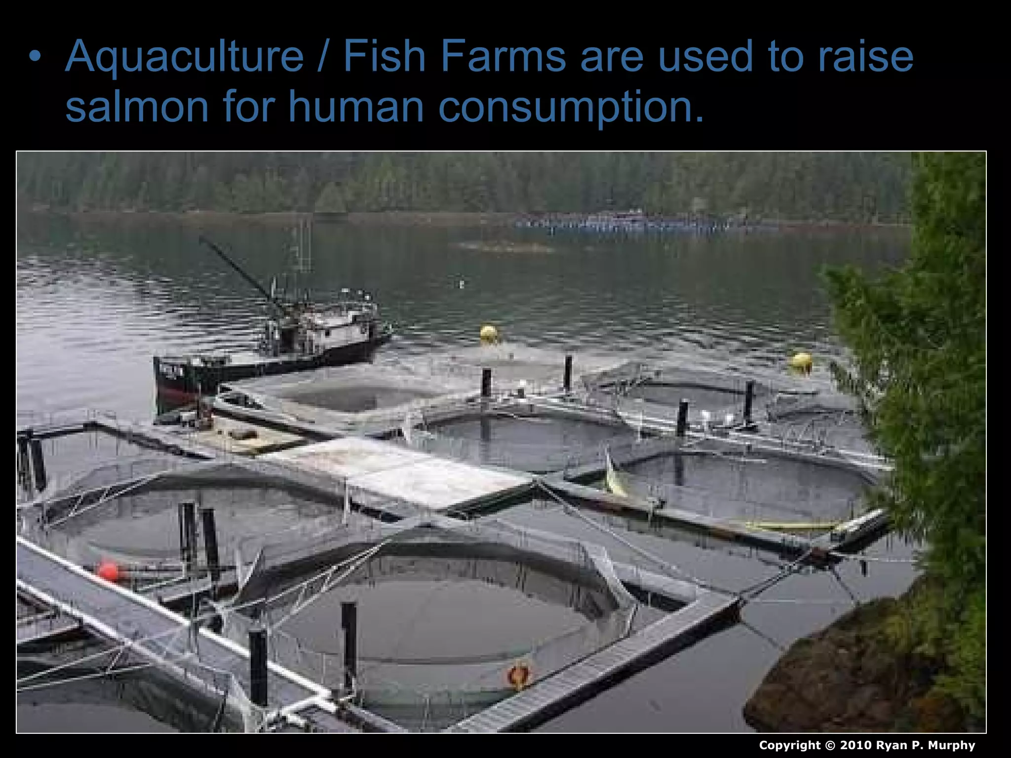 • Aquaculture / Fish Farms are used to raise
salmon for human consumption.
Copyright © 2010 Ryan P. Murphy
 