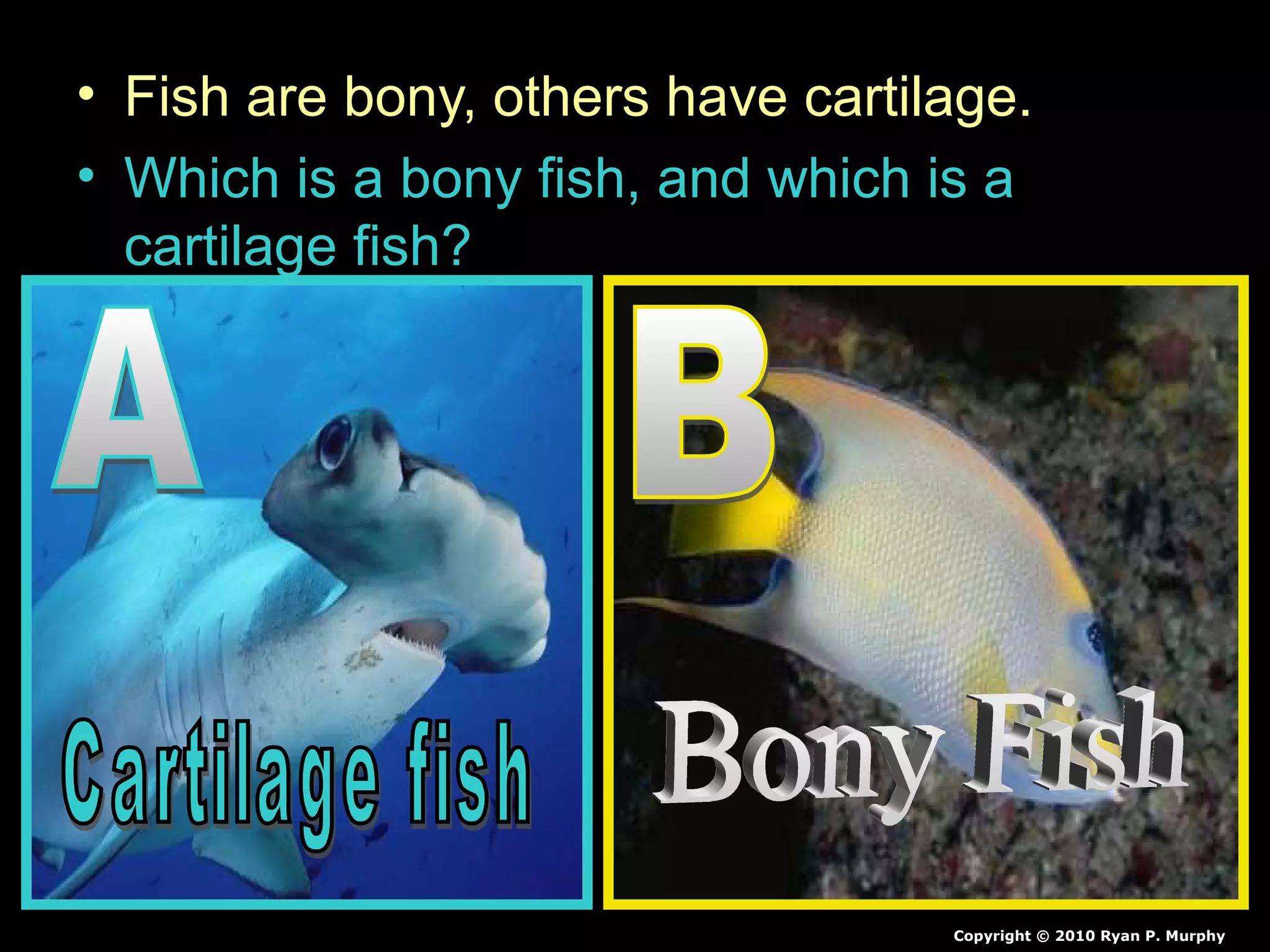 • Fish are bony, others have cartilage.
• Which is a bony fish, and which is a
cartilage fish?
Copyright © 2010 Ryan P. Murphy
 