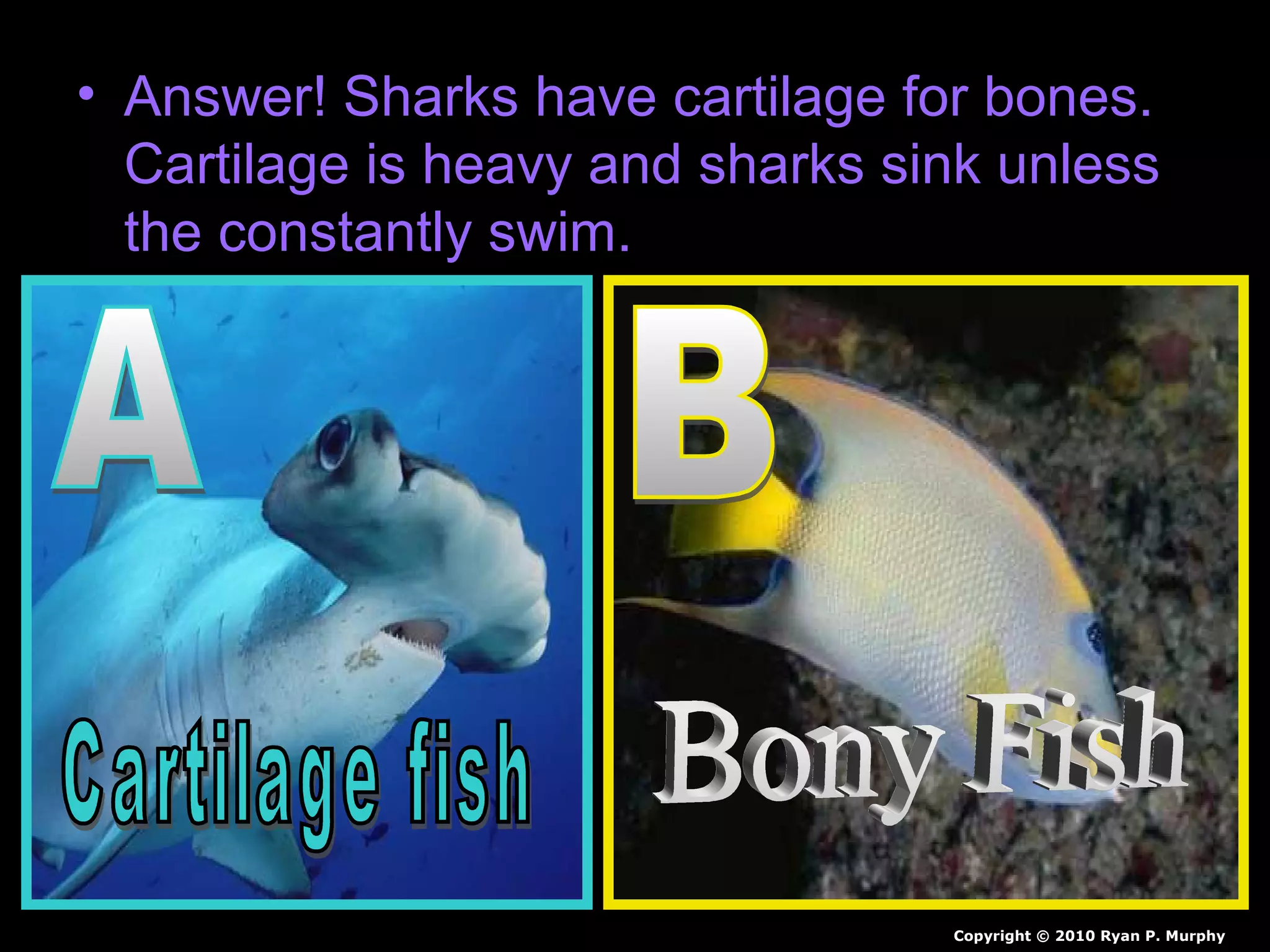 • Answer! Sharks have cartilage for bones.
Cartilage is heavy and sharks sink unless
the constantly swim.
Copyright © 2010 Ryan P. Murphy
 