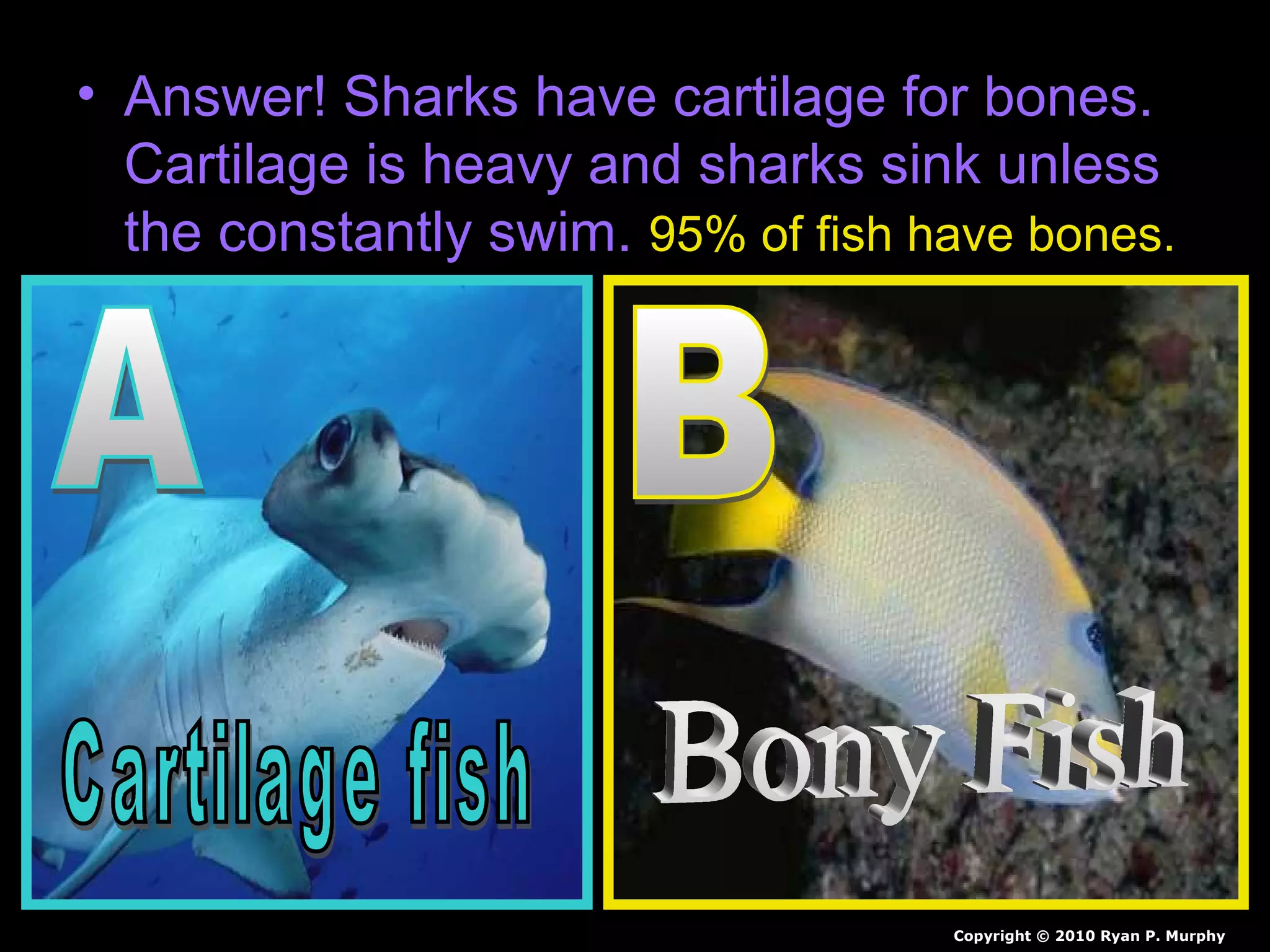 • Answer! Sharks have cartilage for bones.
Cartilage is heavy and sharks sink unless
the constantly swim. 95% of fish have bones.
Copyright © 2010 Ryan P. Murphy
 