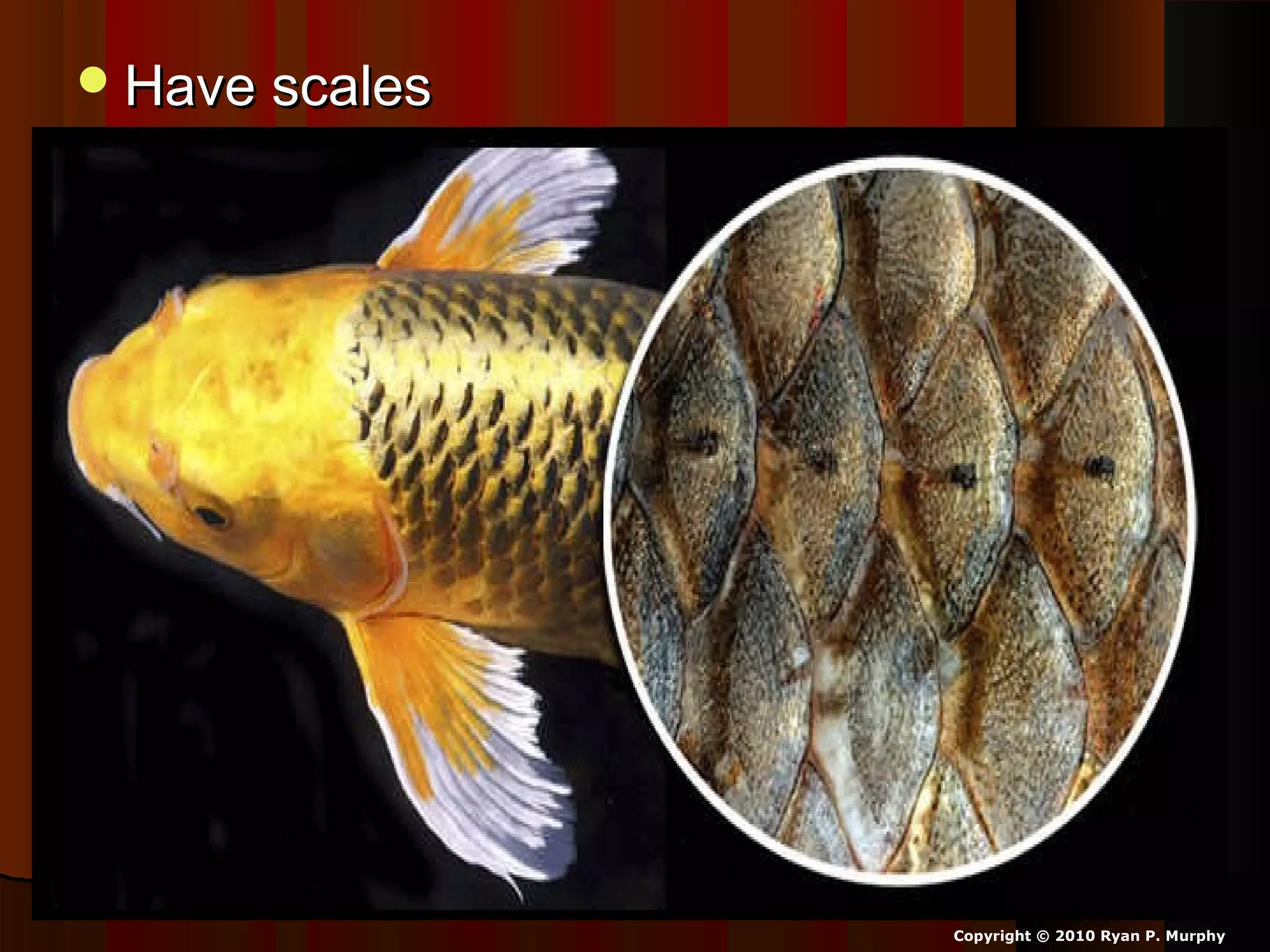 Have scalesHave scales
Copyright © 2010 Ryan P. Murphy
 