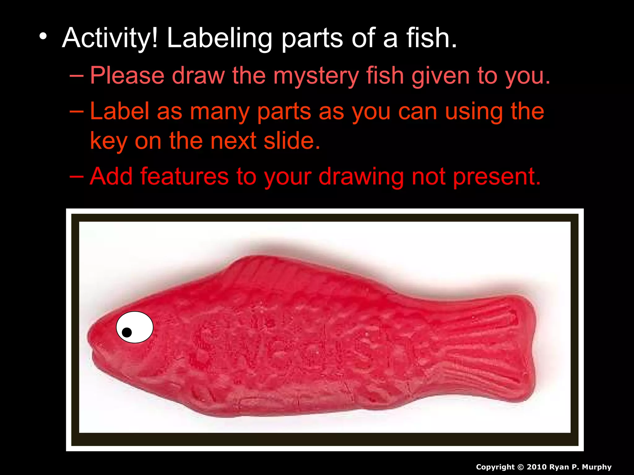 • Activity! Labeling parts of a fish.
– Please draw the mystery fish given to you.
– Label as many parts as you can using the
key on the next slide.
– Add features to your drawing not present.
Copyright © 2010 Ryan P. Murphy
 