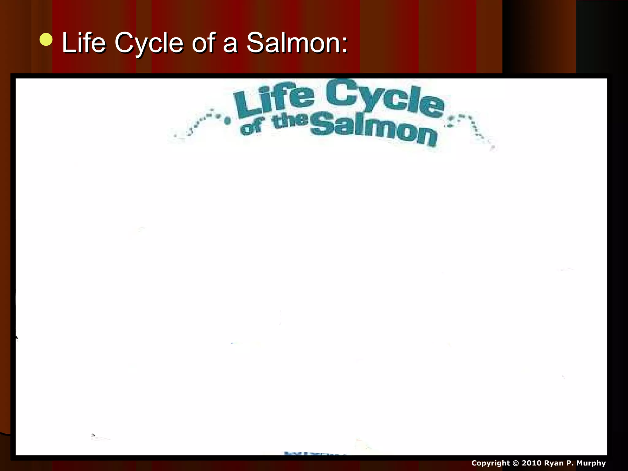 Life Cycle of a Salmon:Life Cycle of a Salmon:
Copyright © 2010 Ryan P. Murphy
 