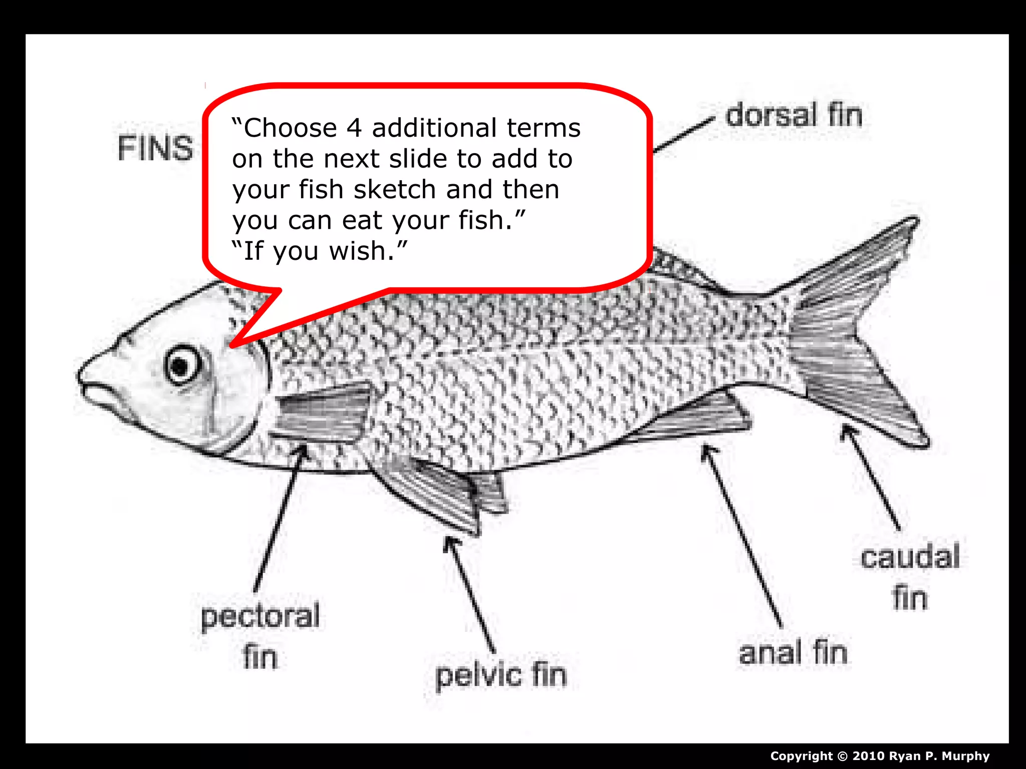 Copyright © 2010 Ryan P. Murphy
“Choose 4 additional terms
on the next slide to add to
your fish sketch and then
you can eat your fish.”
“If you wish.”
 