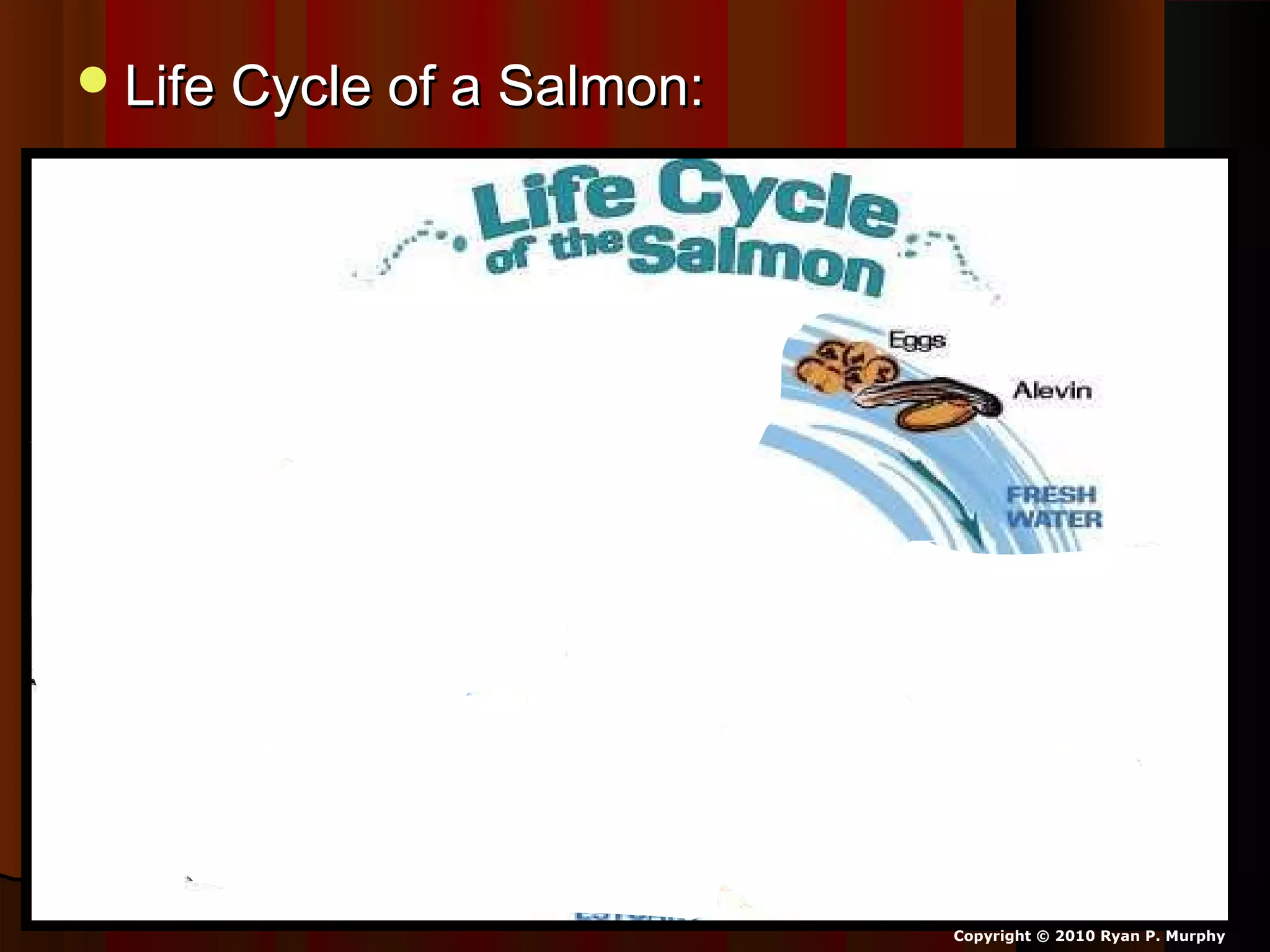 Life Cycle of a Salmon:Life Cycle of a Salmon:
Copyright © 2010 Ryan P. Murphy
 