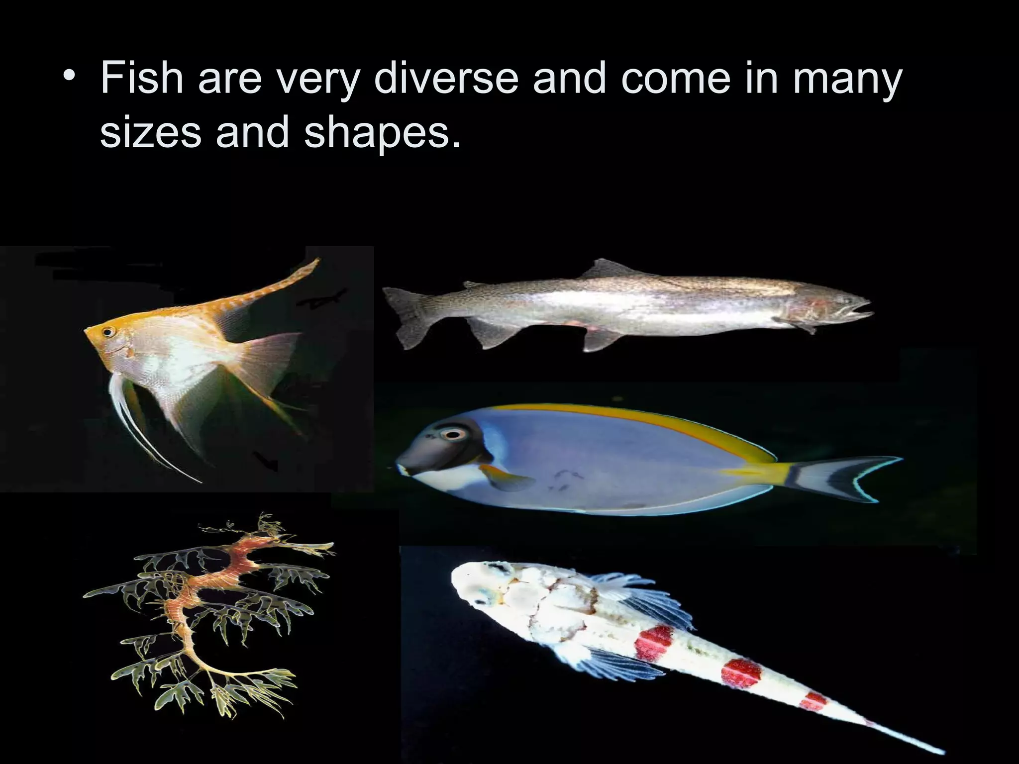 • Fish are very diverse and come in many
sizes and shapes.
 