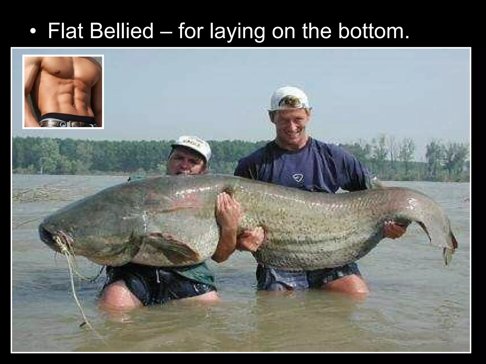 • Flat Bellied – for laying on the bottom.
 