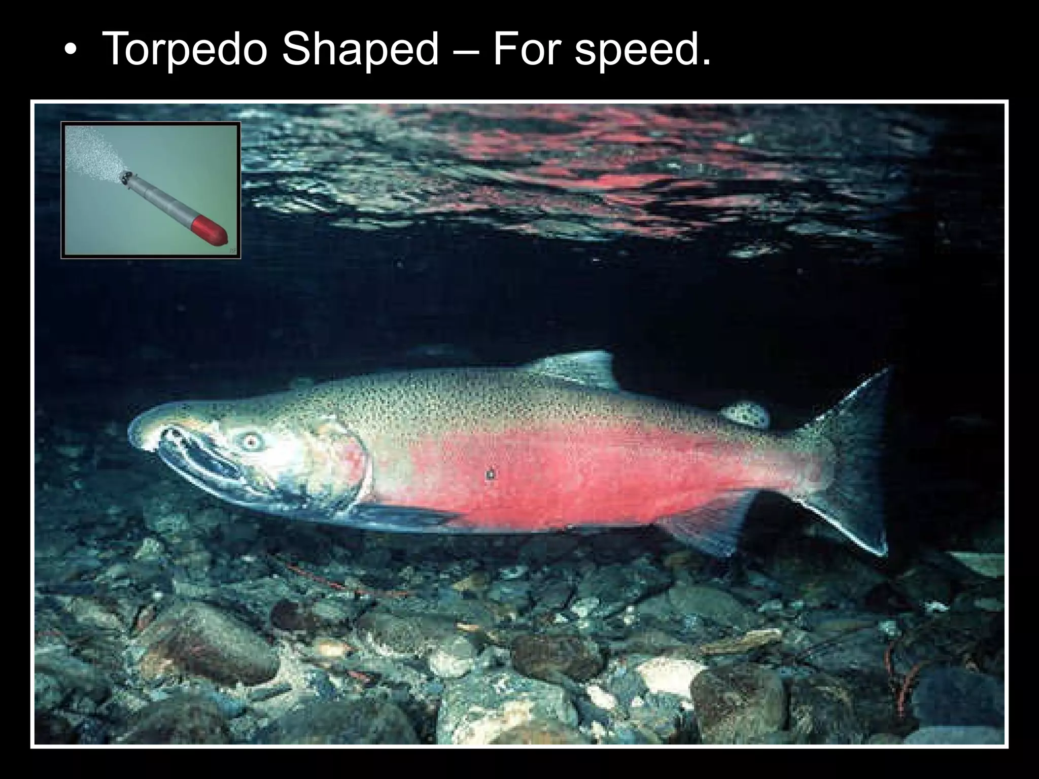 • Torpedo Shaped – For speed.
 