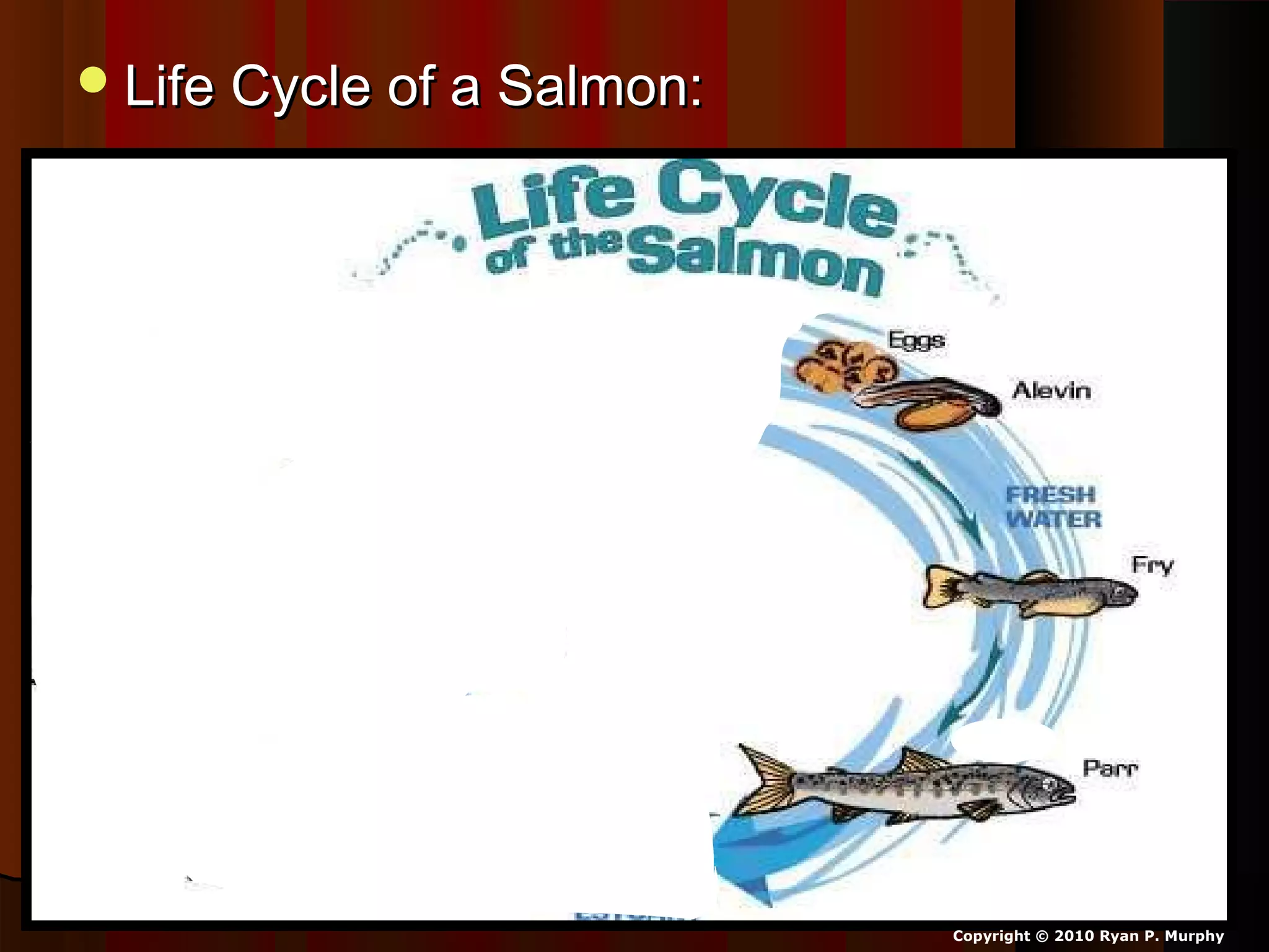 Life Cycle of a Salmon:Life Cycle of a Salmon:
Copyright © 2010 Ryan P. Murphy
 