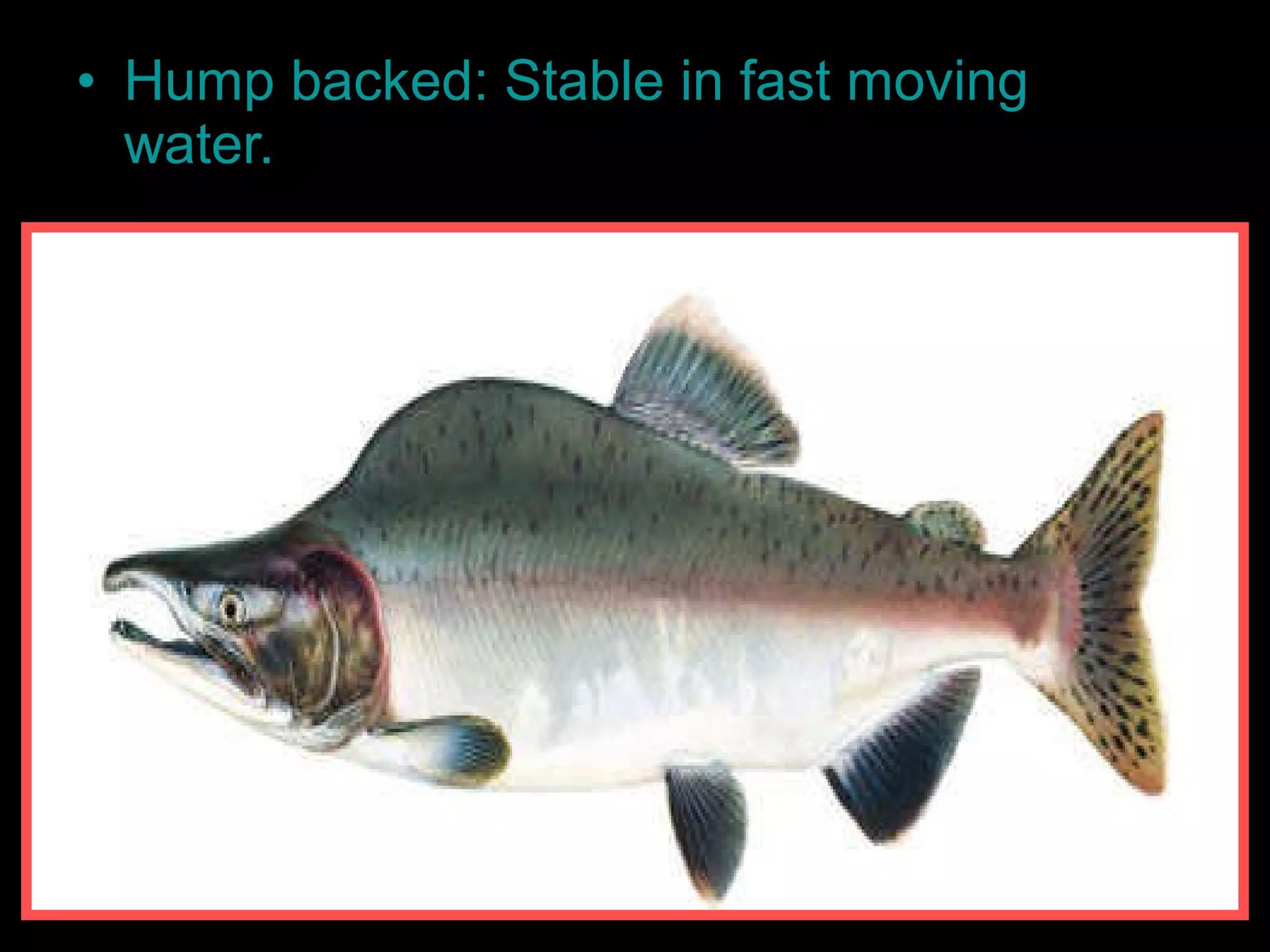 • Hump backed: Stable in fast moving
water.
 