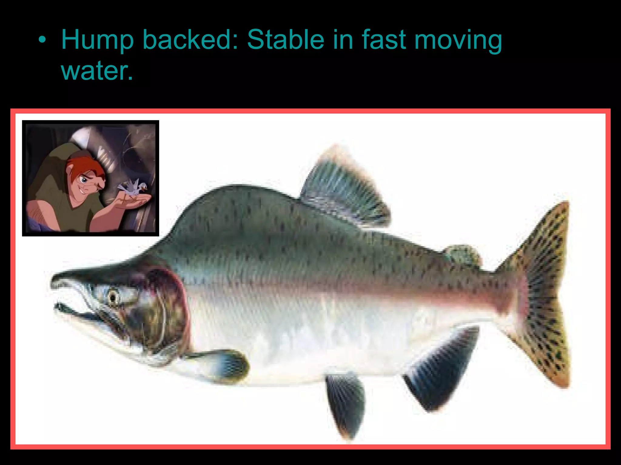 • Hump backed: Stable in fast moving
water.
 
