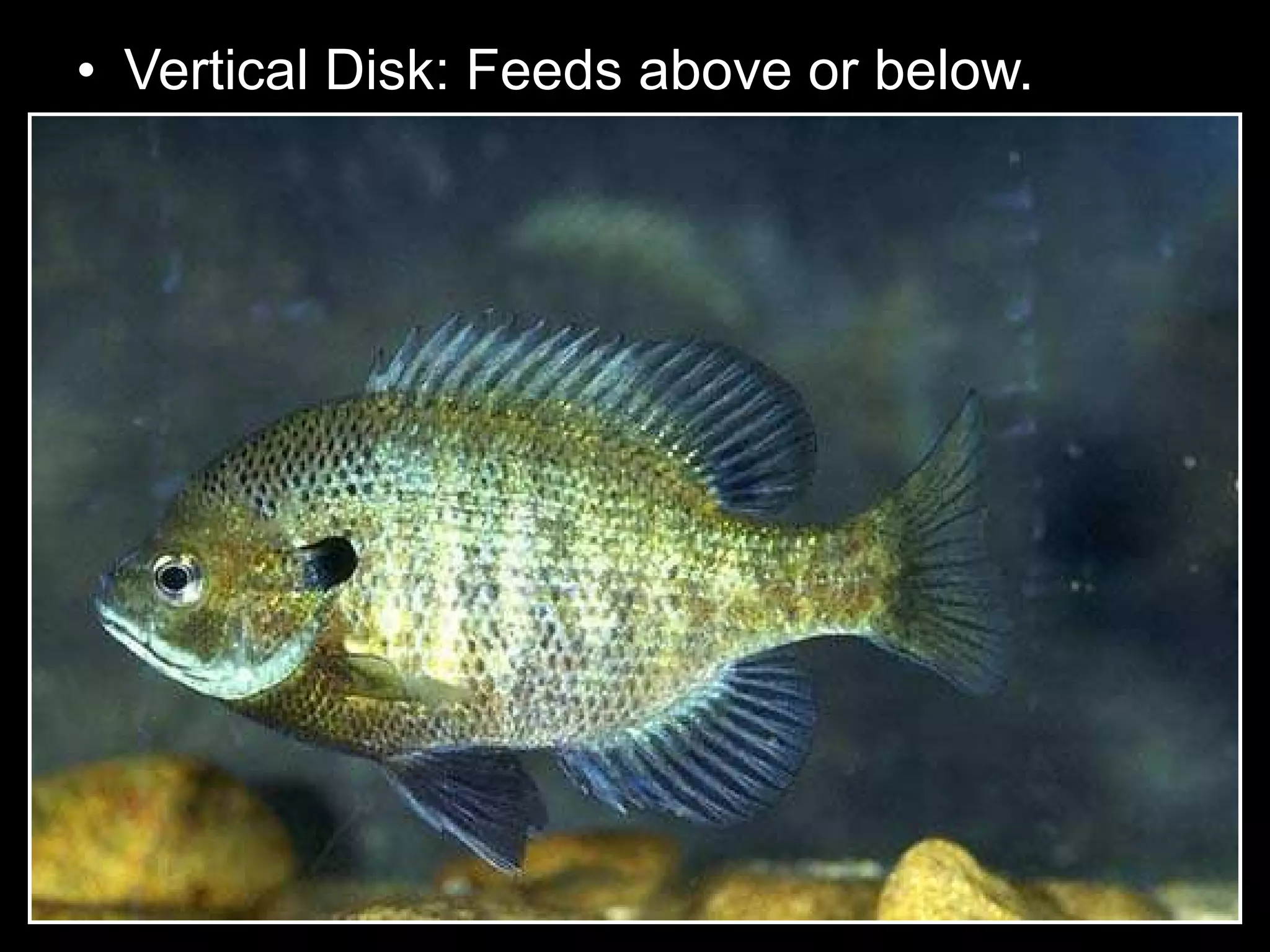 • Vertical Disk: Feeds above or below.
 