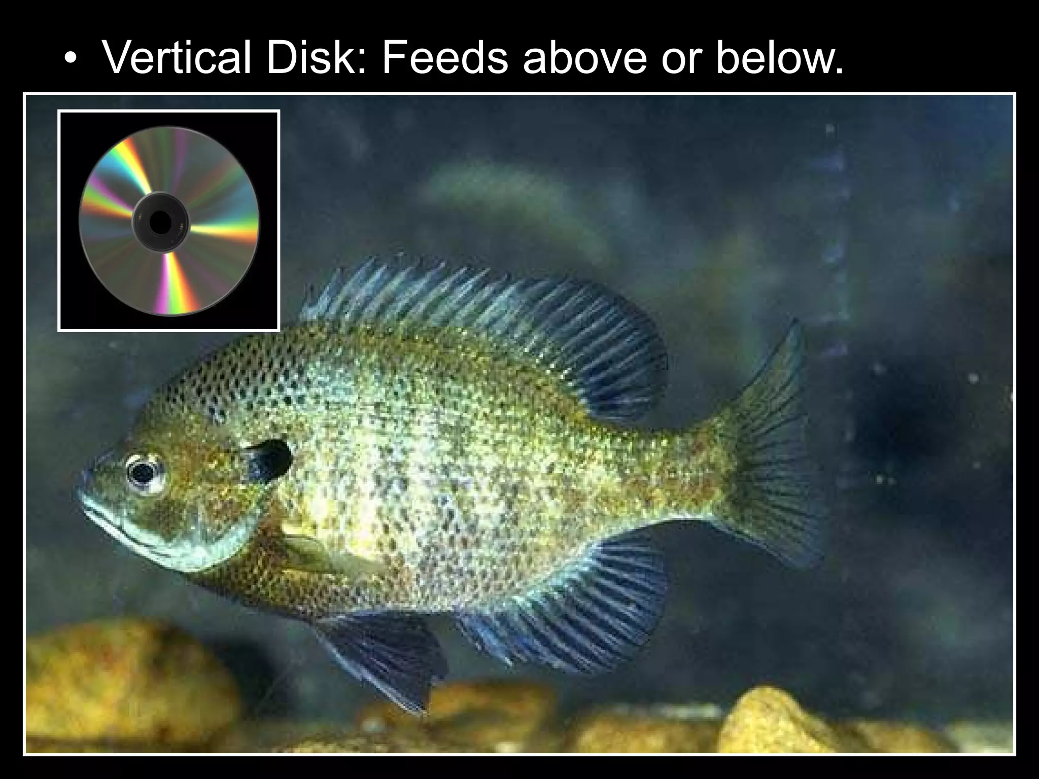 • Vertical Disk: Feeds above or below.
 