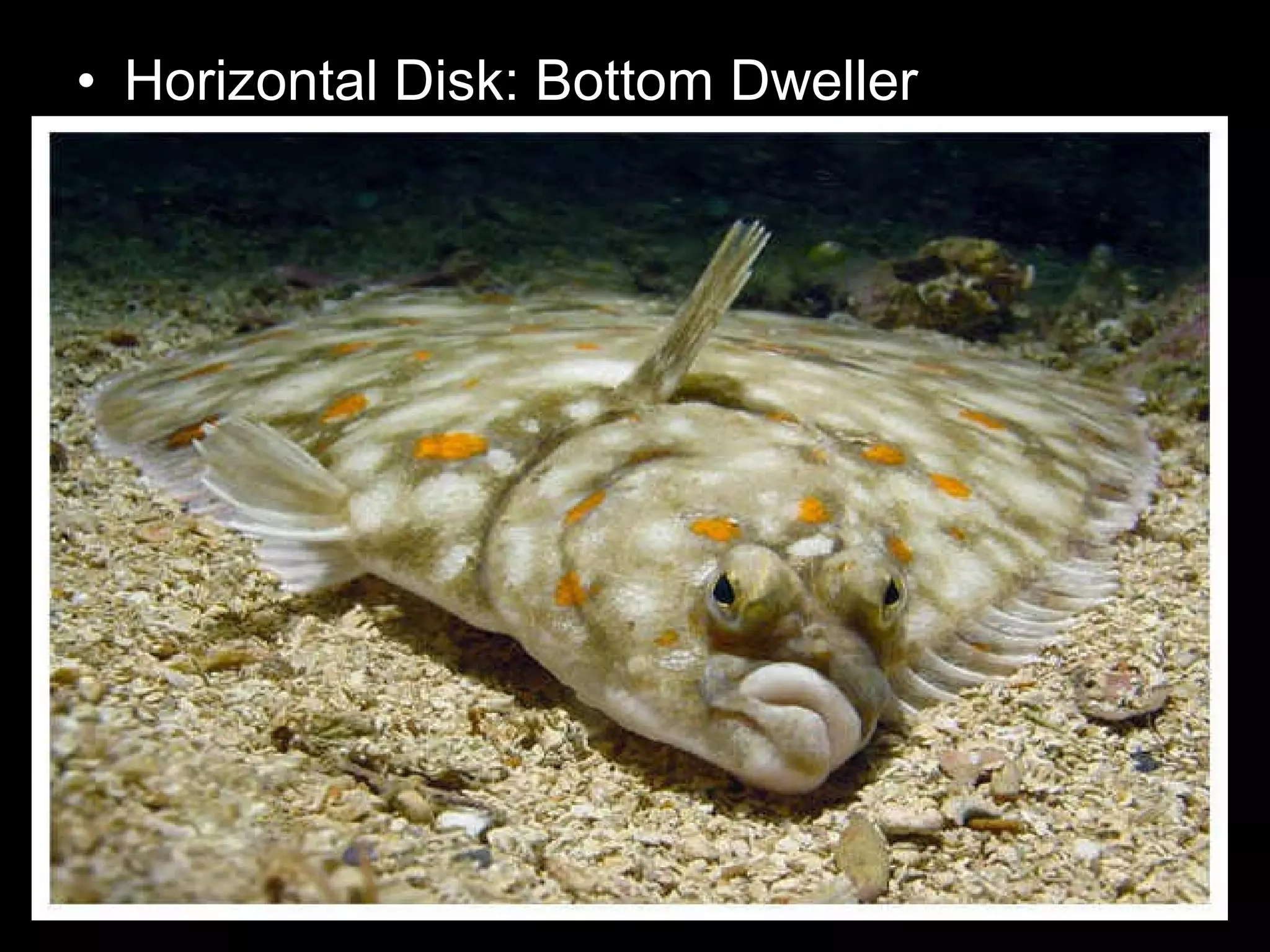 • Horizontal Disk: Bottom Dweller
 