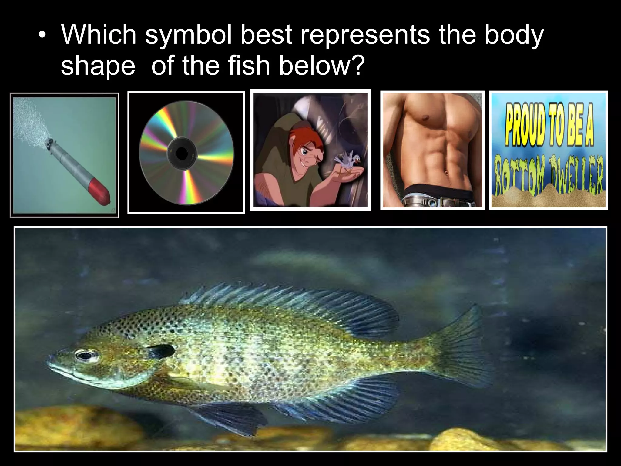 • Which symbol best represents the body
shape of the fish below?
 