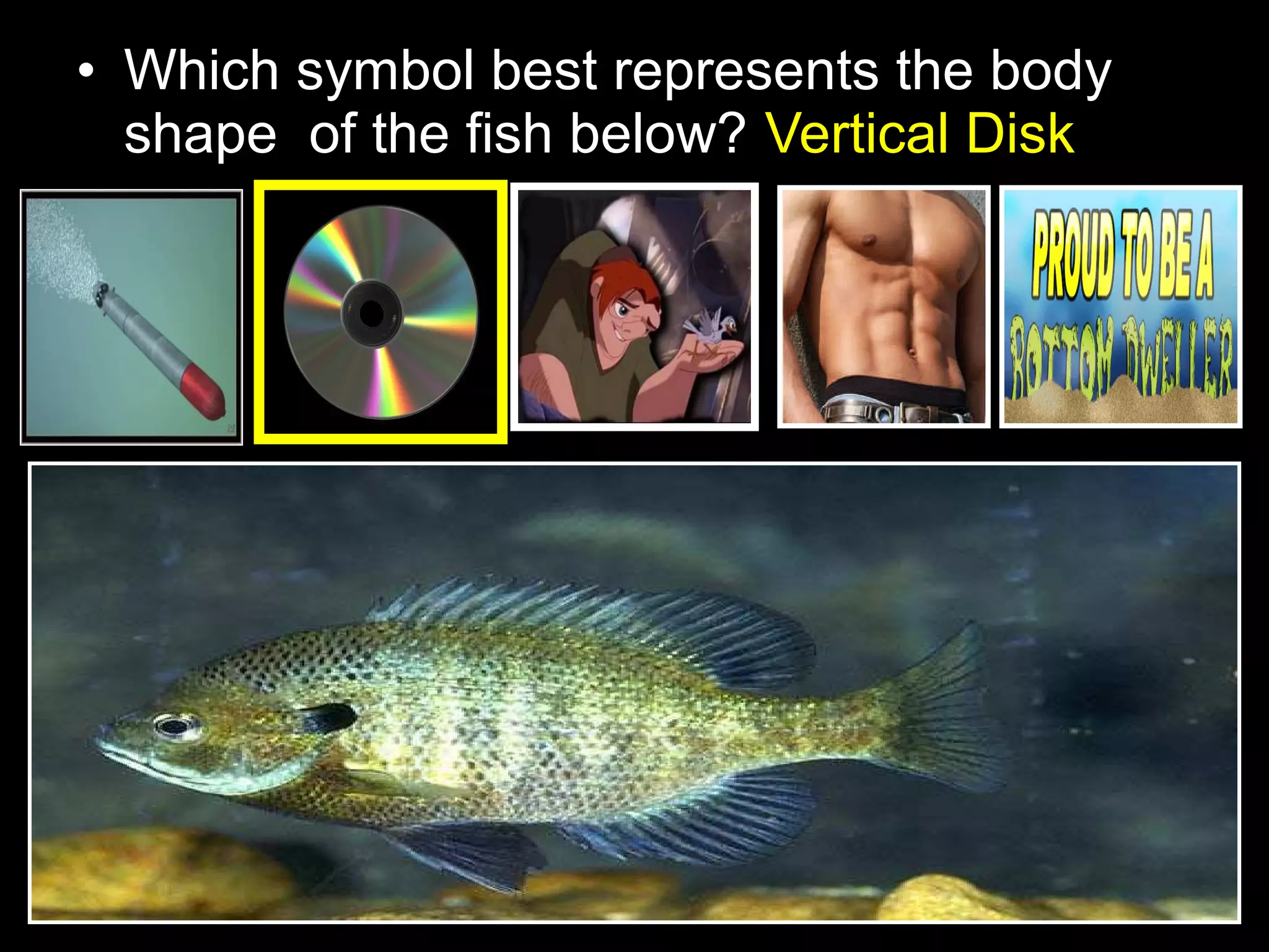 • Which symbol best represents the body
shape of the fish below? Vertical Disk
 