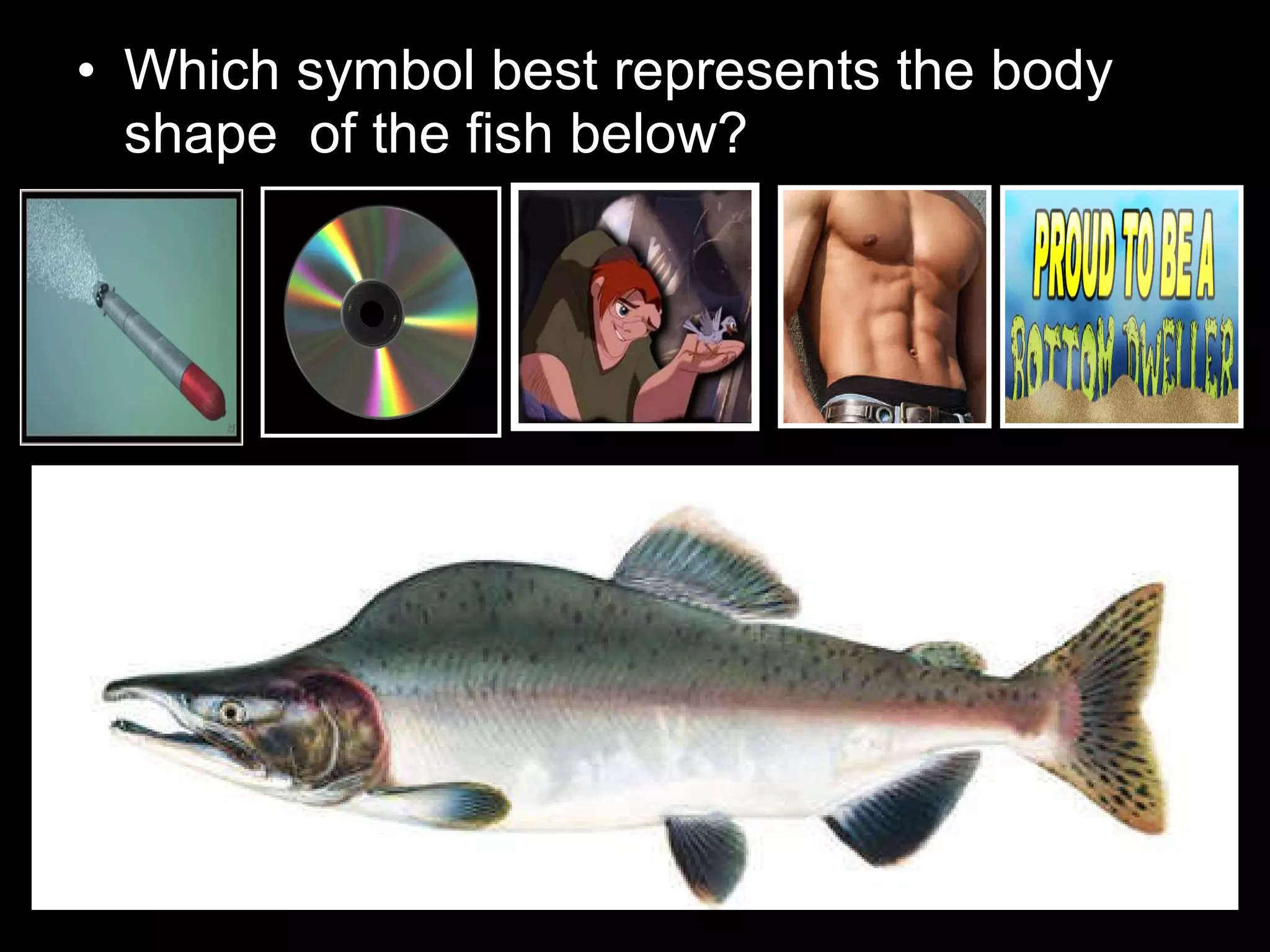 • Which symbol best represents the body
shape of the fish below?
 