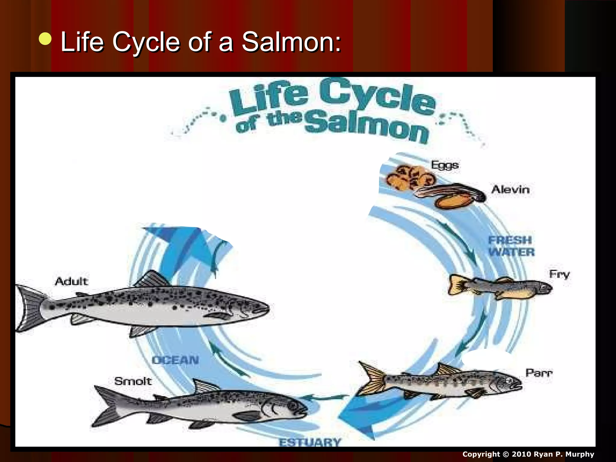 Life Cycle of a Salmon:Life Cycle of a Salmon:
Copyright © 2010 Ryan P. Murphy
 