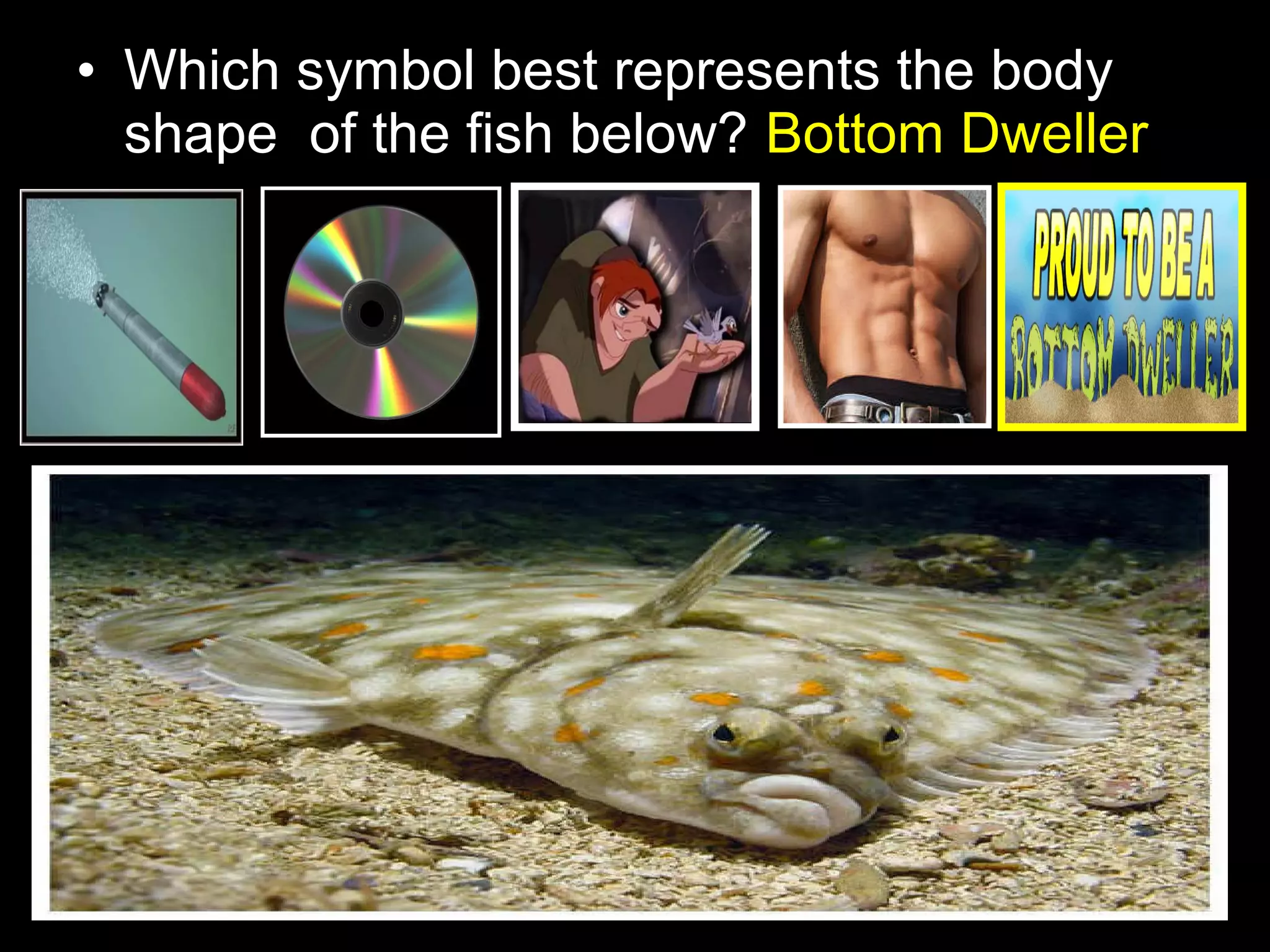 • Which symbol best represents the body
shape of the fish below? Bottom Dweller
 