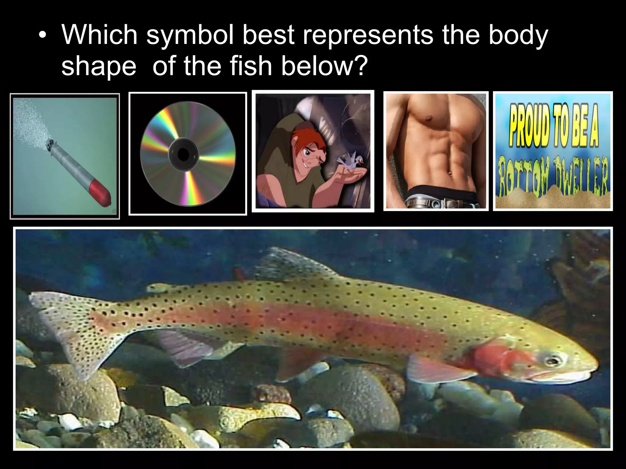 • Which symbol best represents the body
shape of the fish below?
 